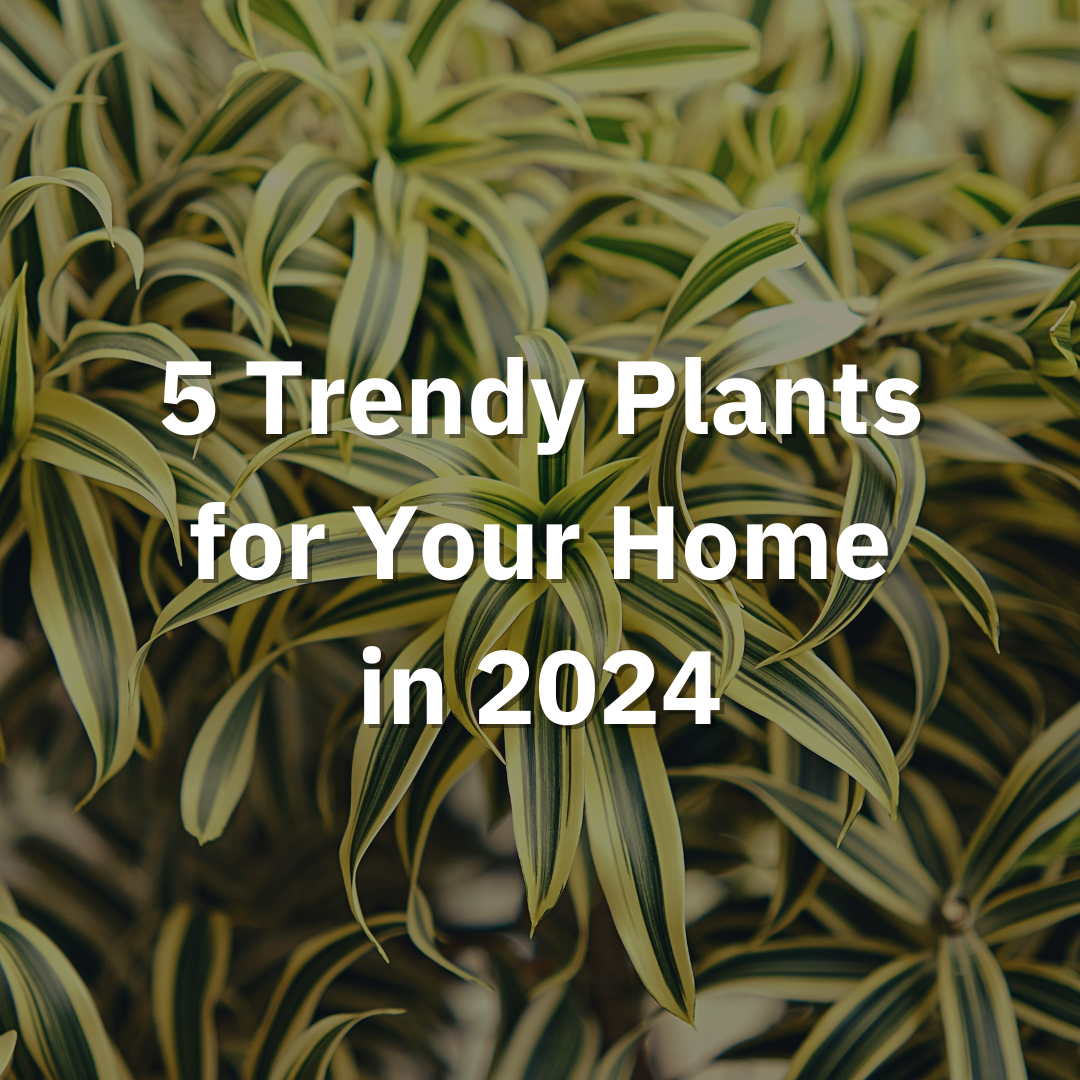 5 Trendy Plants for Your Home in 2024 Promise Supply