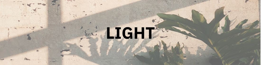 The Right Light for Indoor Plants: Direct Sun, Bright Indirect and Shade