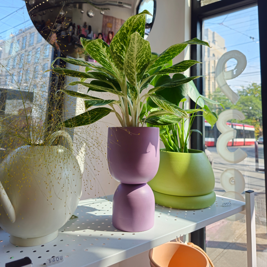 Which Plant You Should Get Based On Your Interior Design Aesthetic