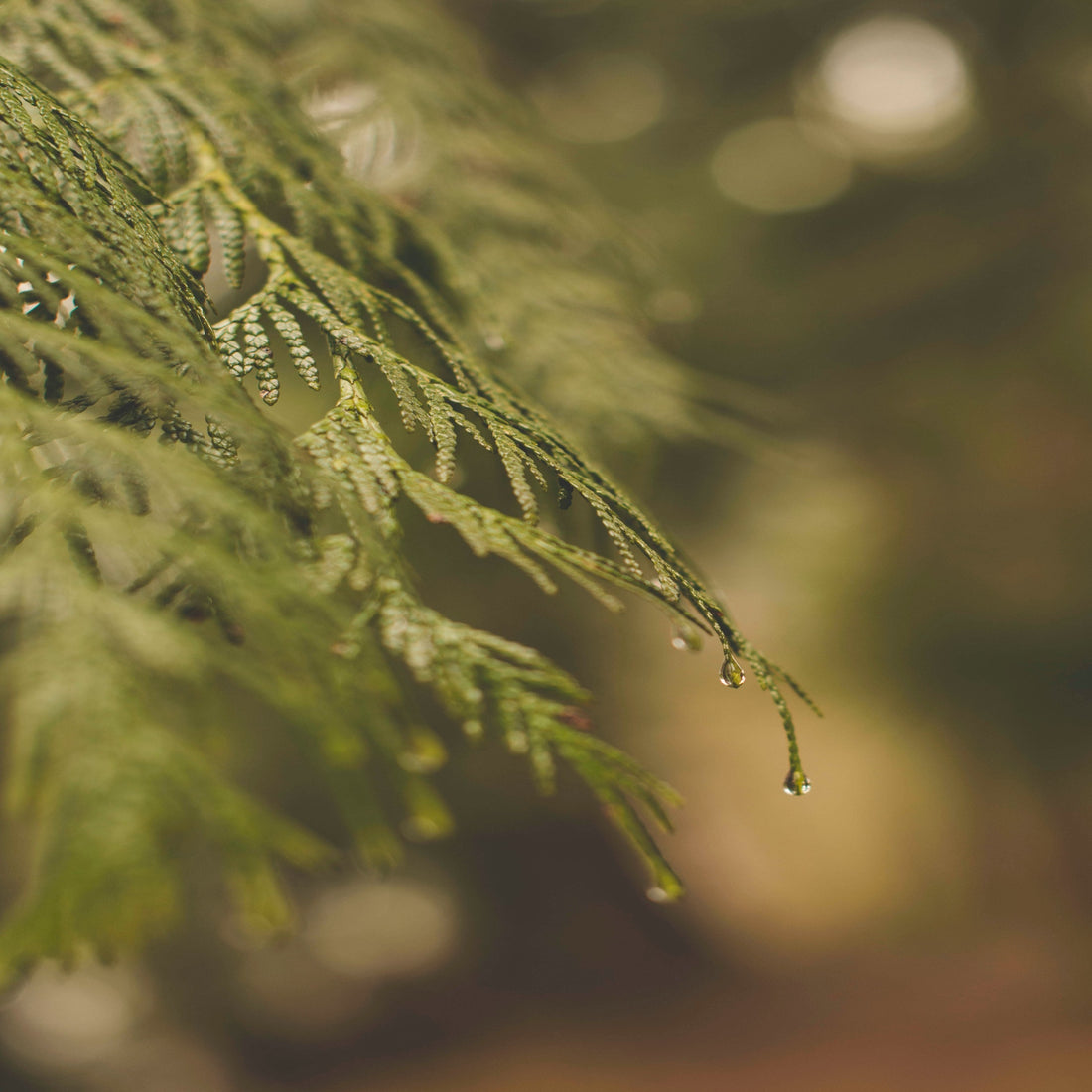 Cedar tree leaves