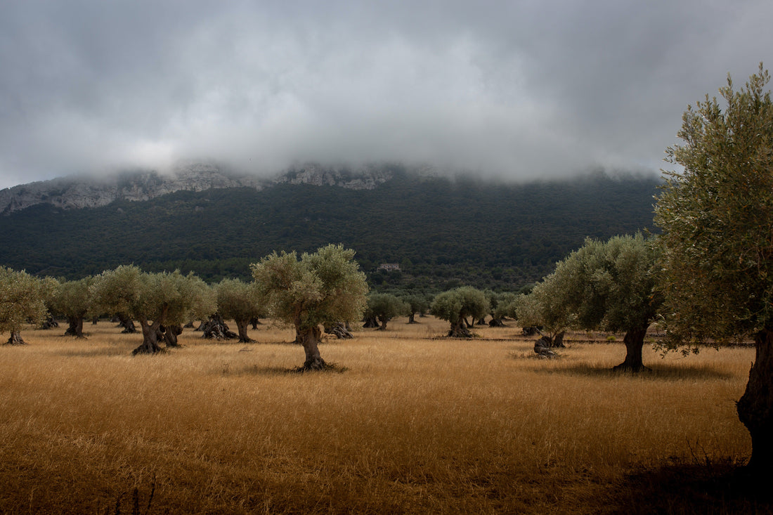 How to Take Care of Your Olive Tree in Canada: A Complete Guide