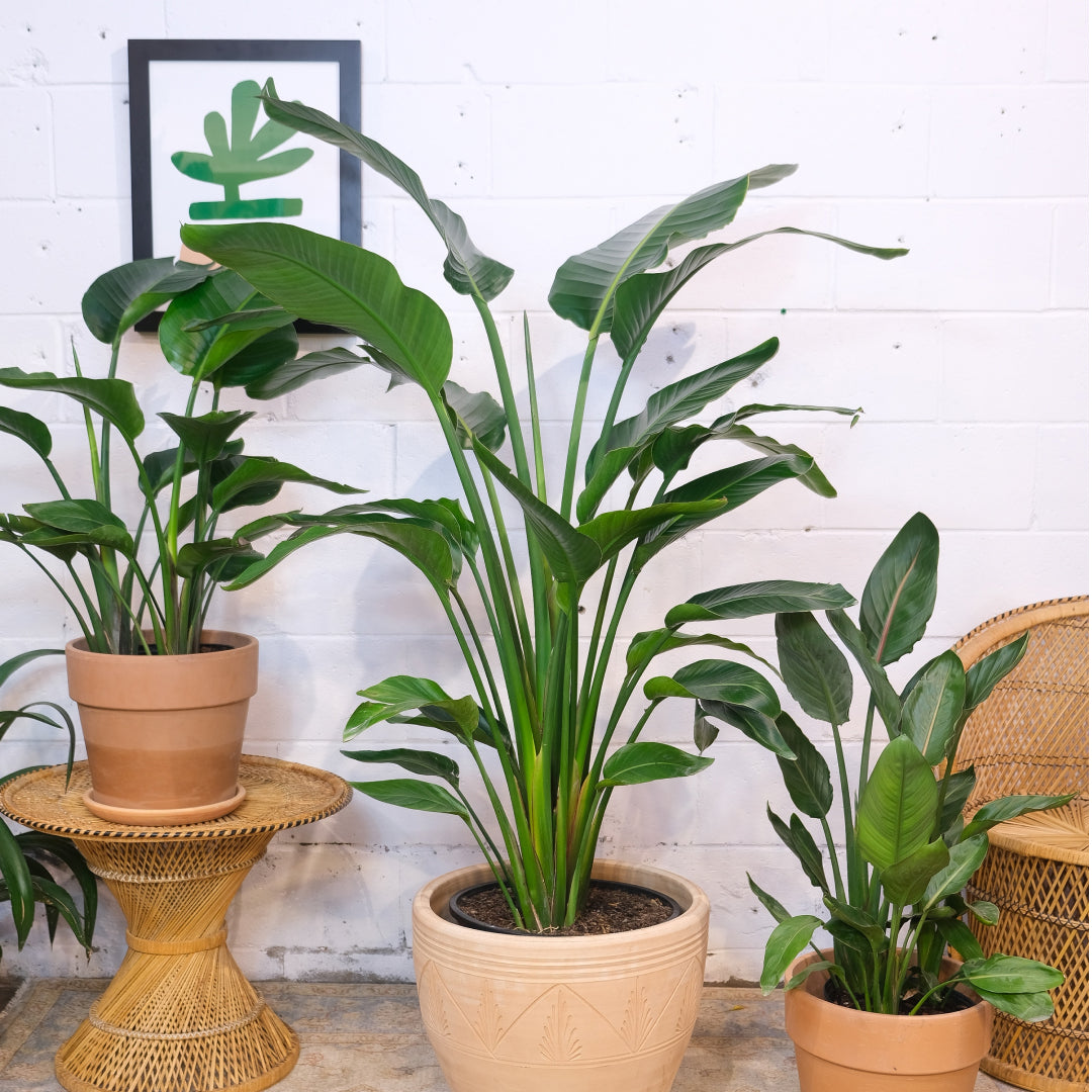 best selling indoor plants - birds of paradise