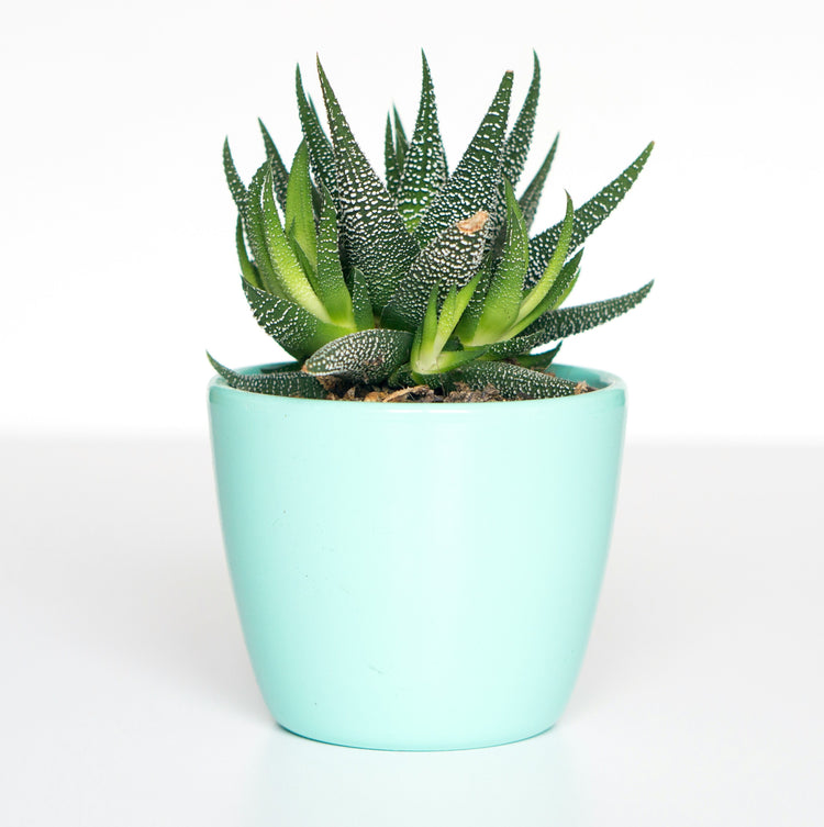 Gifts Under $20