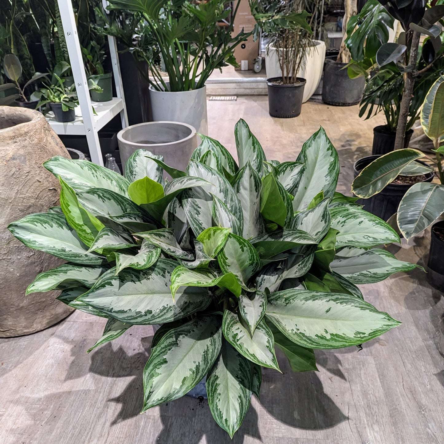 Silver Bay Chinese Evergreen: Aglaonema - 14 inch pot - 2-3 foot tall