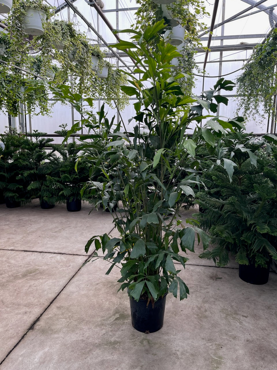 Fishtail Palm: Caryota mitis - 14 inch pot - 6-7 foot tall