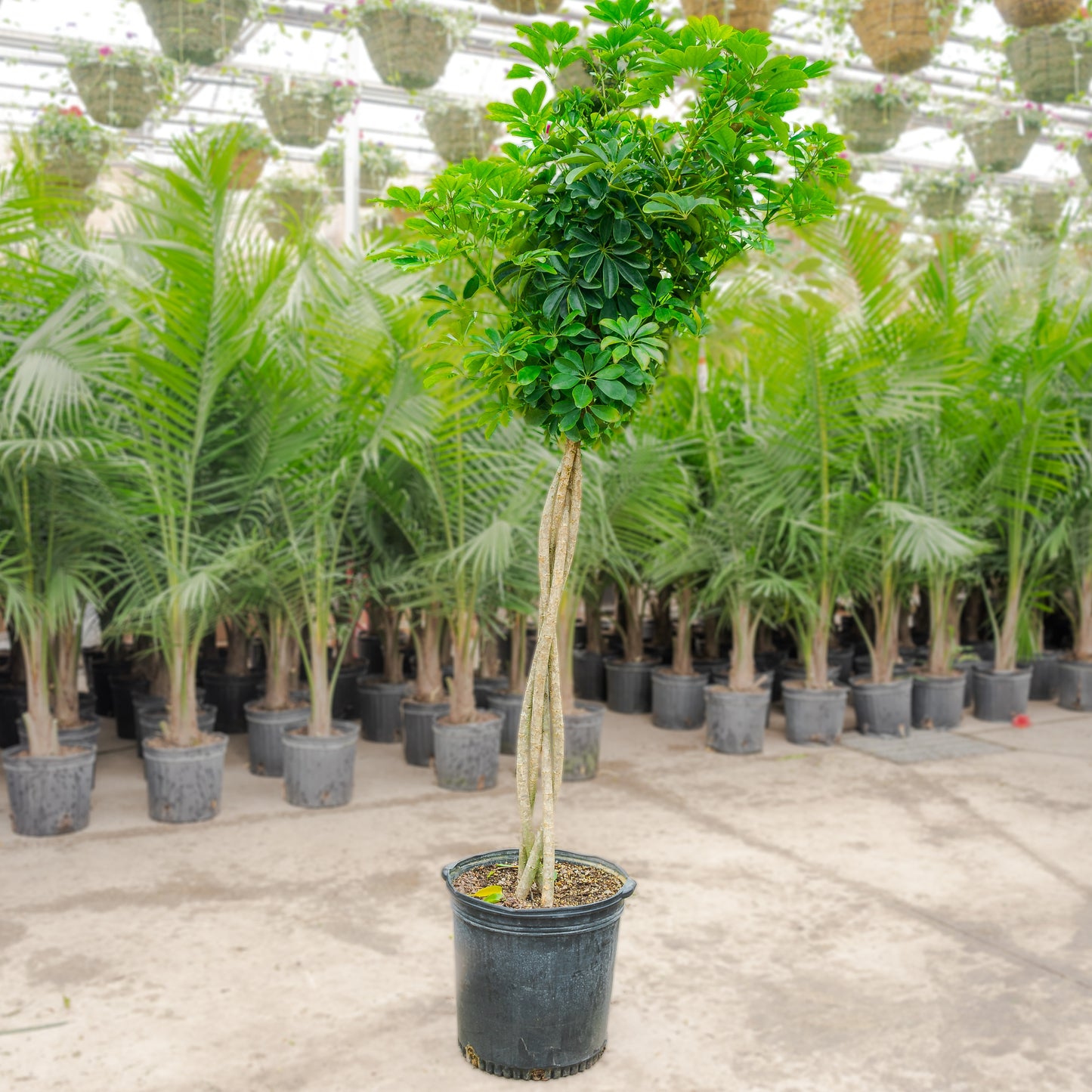 Braided Umbrella Tree: Schefflera arboricola - 17 inch pot - 6-7 foot tall — indoor plant — indoor plant for sale by Promise Supply for delivery and pickup in Toronto.