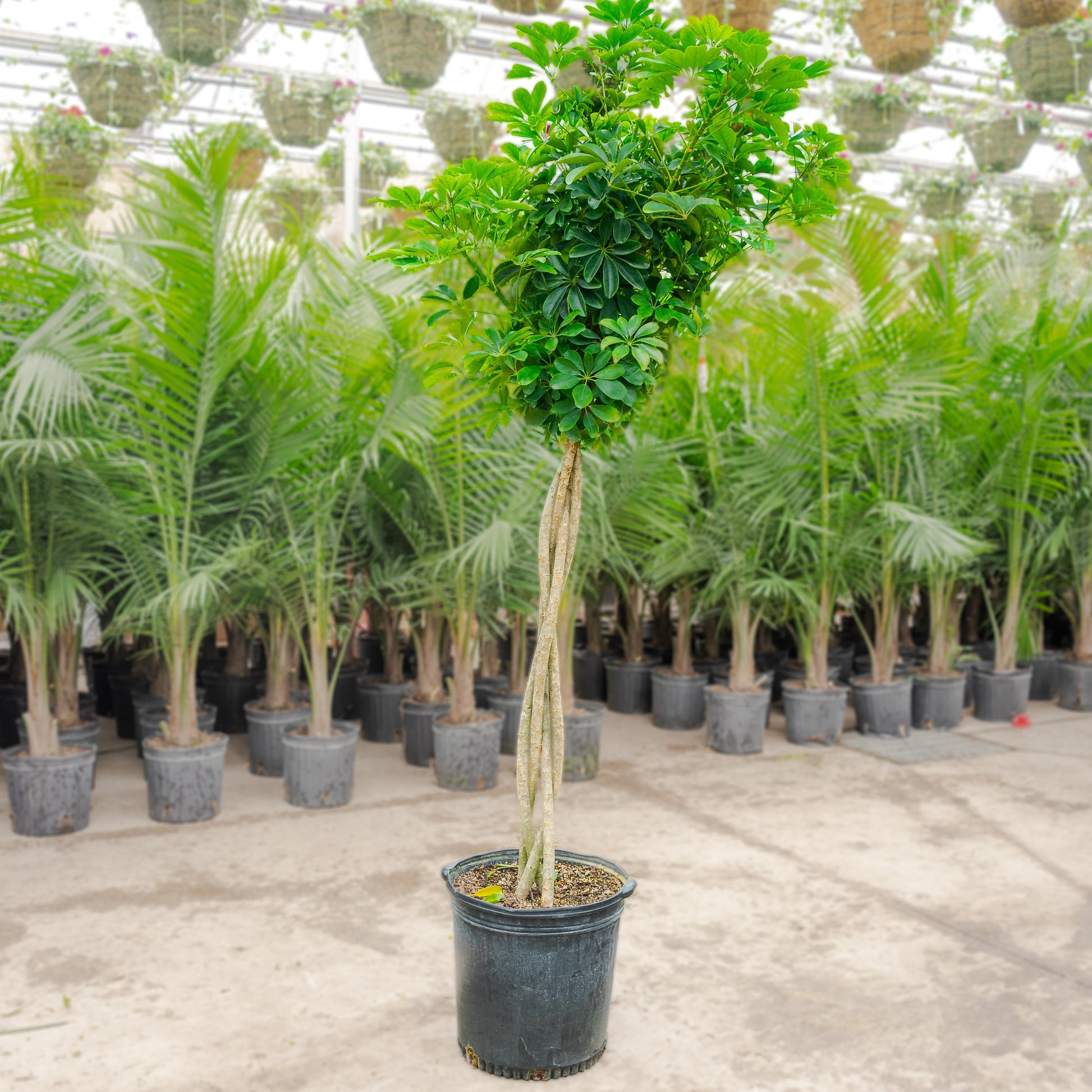 Braided Umbrella Tree: Schefflera arboricola - 17 inch pot - 6-7 foot tall — indoor plant — indoor plant for sale by Promise Supply for delivery and pickup in Toronto.