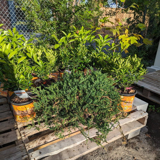Creeping Juniper: Juniperus horizontalis - 2-3GAL Pot