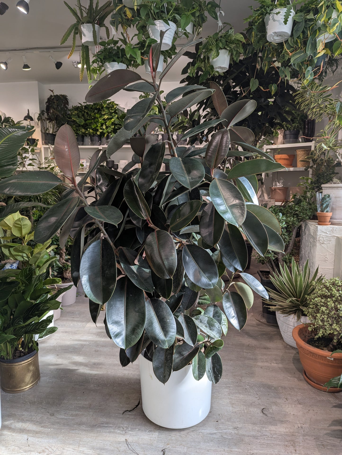Burgundy Rubber Bush Specimen: Ficus elastica - 14 inch pot - 5-6 foot tall