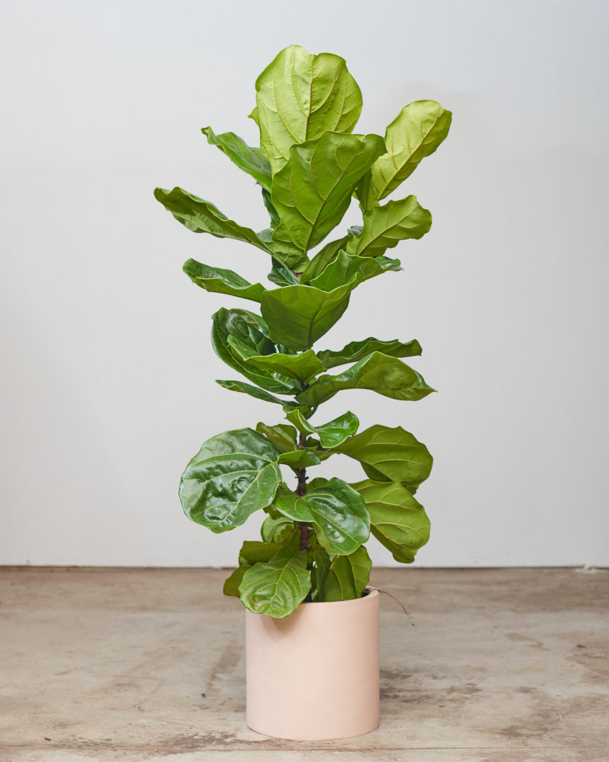 Fiddle Leaf Fig Column: Ficus lyrata - 12 inch pot - 5.5-6 foot tall — indoor plant — indoor plant for sale by Promise Supply for delivery and pickup in Toronto.