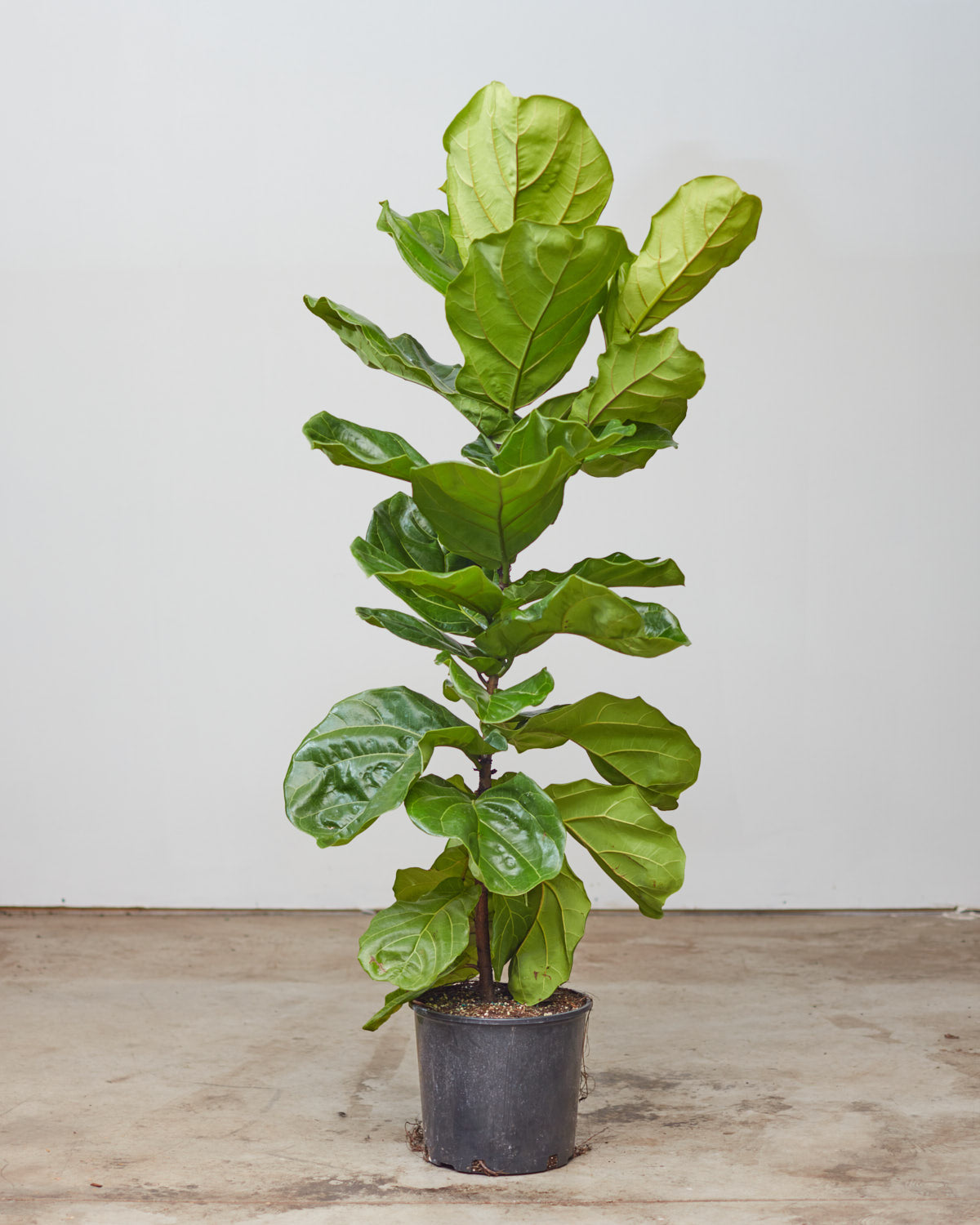 Fiddle Leaf Fig Column: Ficus lyrata - 12 inch pot - 5.5-6 foot tall — indoor plant — indoor plant for sale by Promise Supply for delivery and pickup in Toronto.