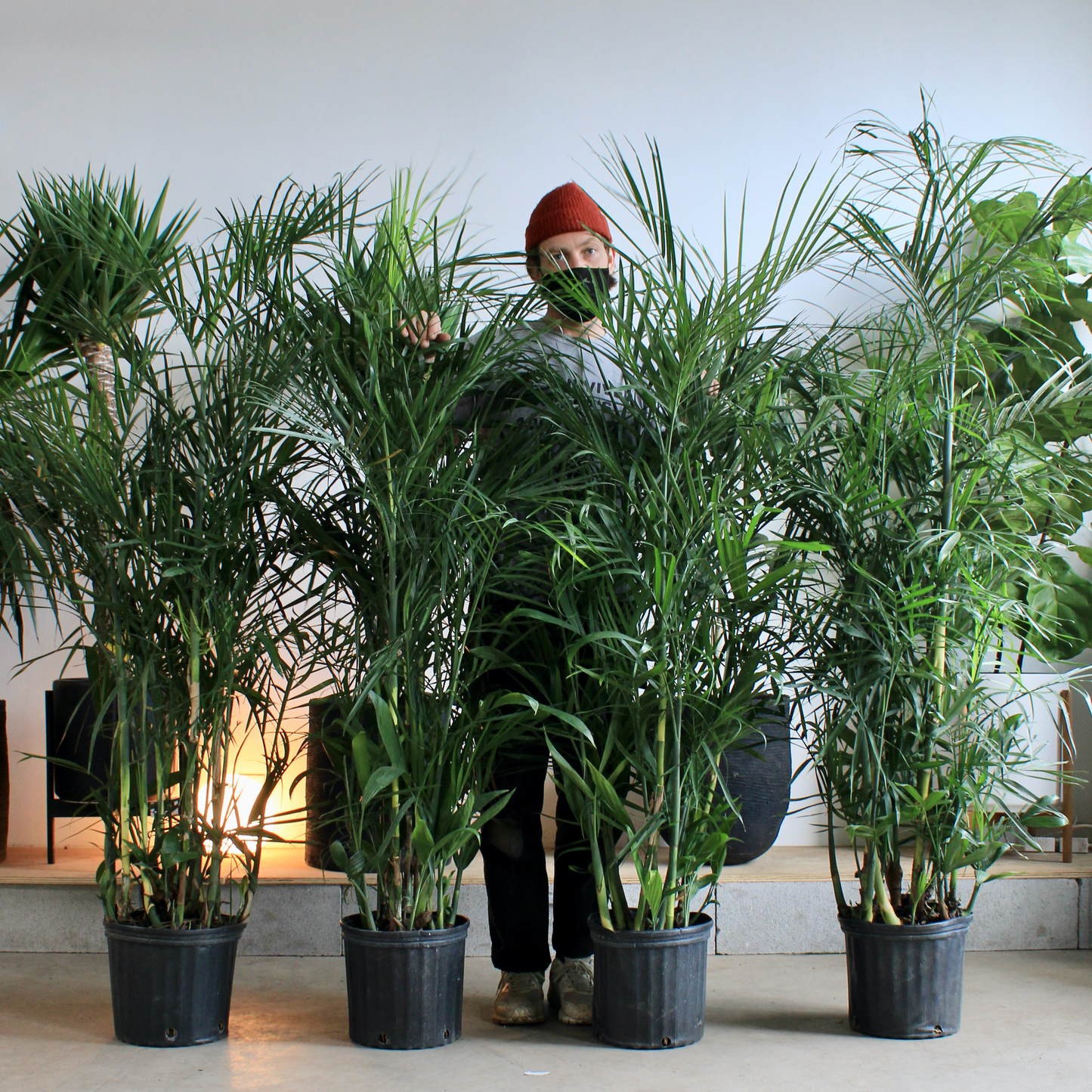 Bamboo Palm: Chamaedorea seifrizii - 10 inch pot - 4-5 foot tall