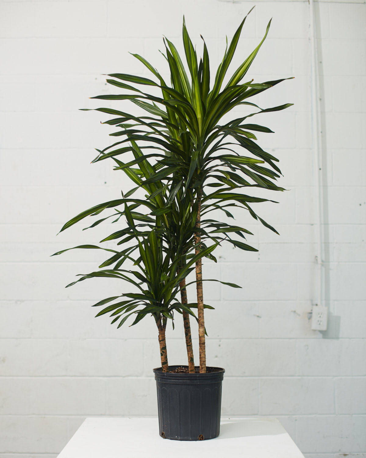 Rikki Staggered Cane: Dracaena fragrans - 10 inch pot - 4-5 foot tall
