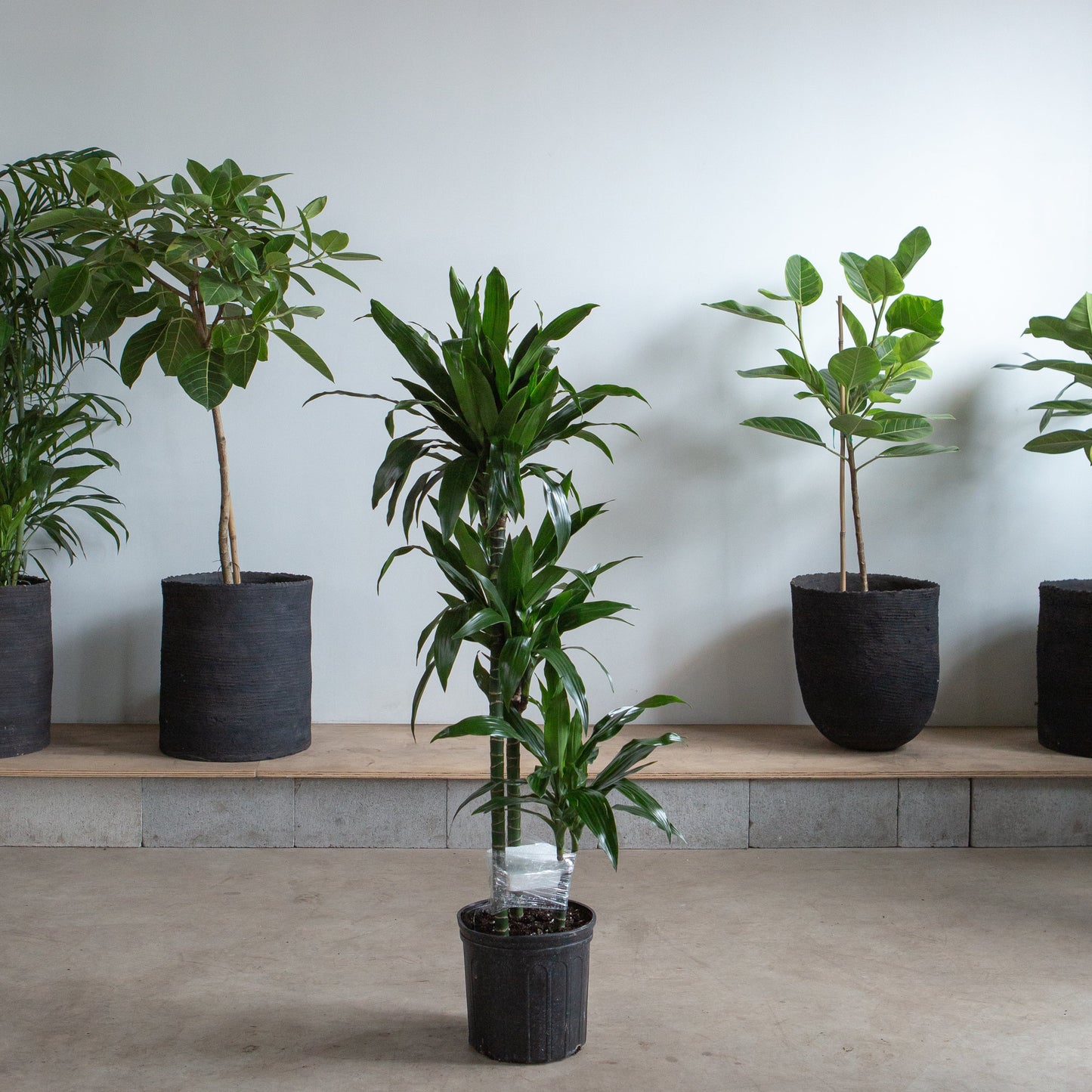 Staggered Elegance Cane: Dracaena fragrans - 10 inch pot - 4-5 foot tall