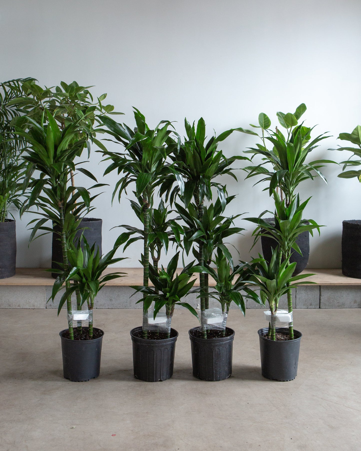 Staggered Elegance Cane: Dracaena fragrans - 10 inch pot - 4-5 foot tall