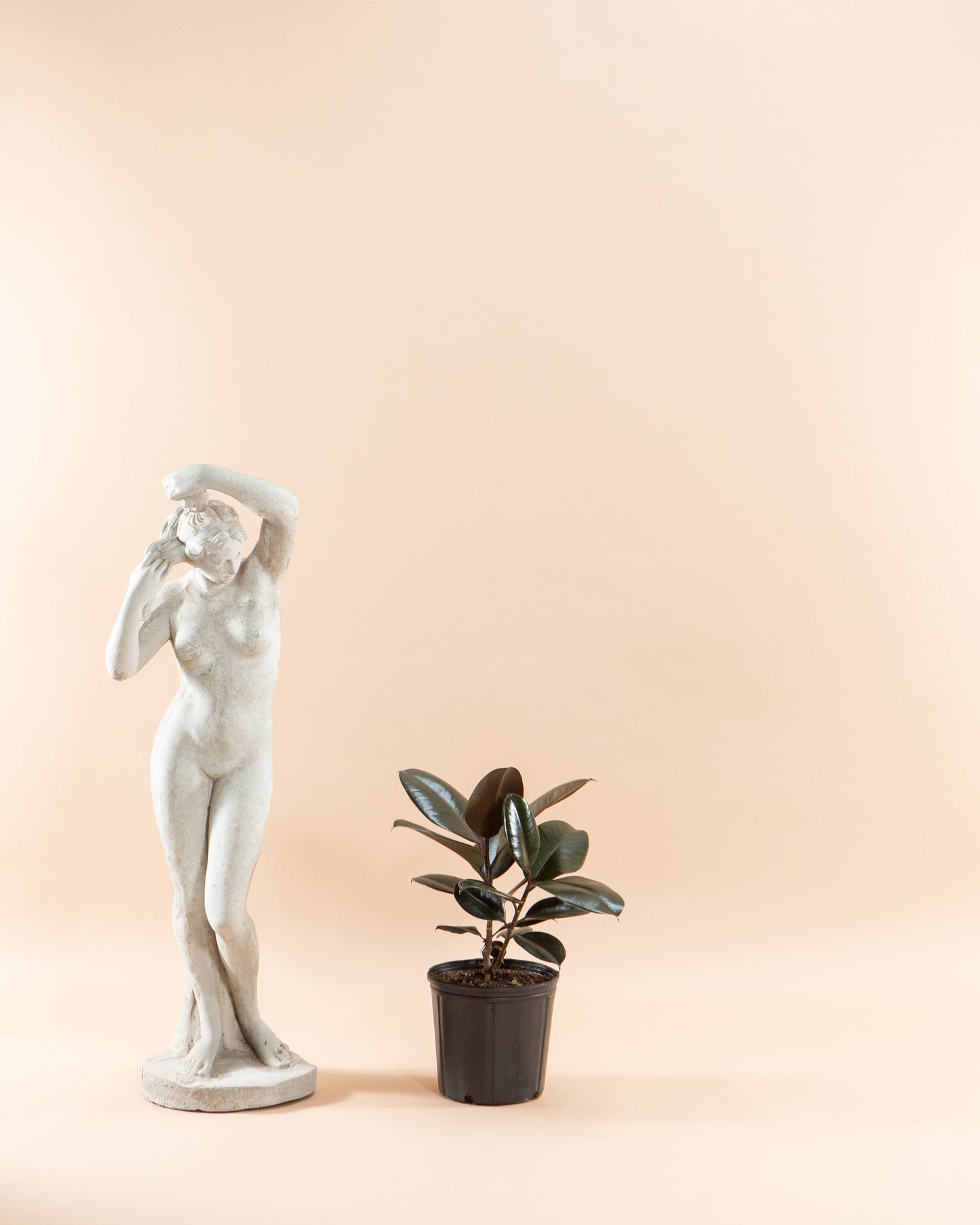 Burgundy Rubber Bush: Ficus elastica - 8 inch pot - 2-3 foot tall
