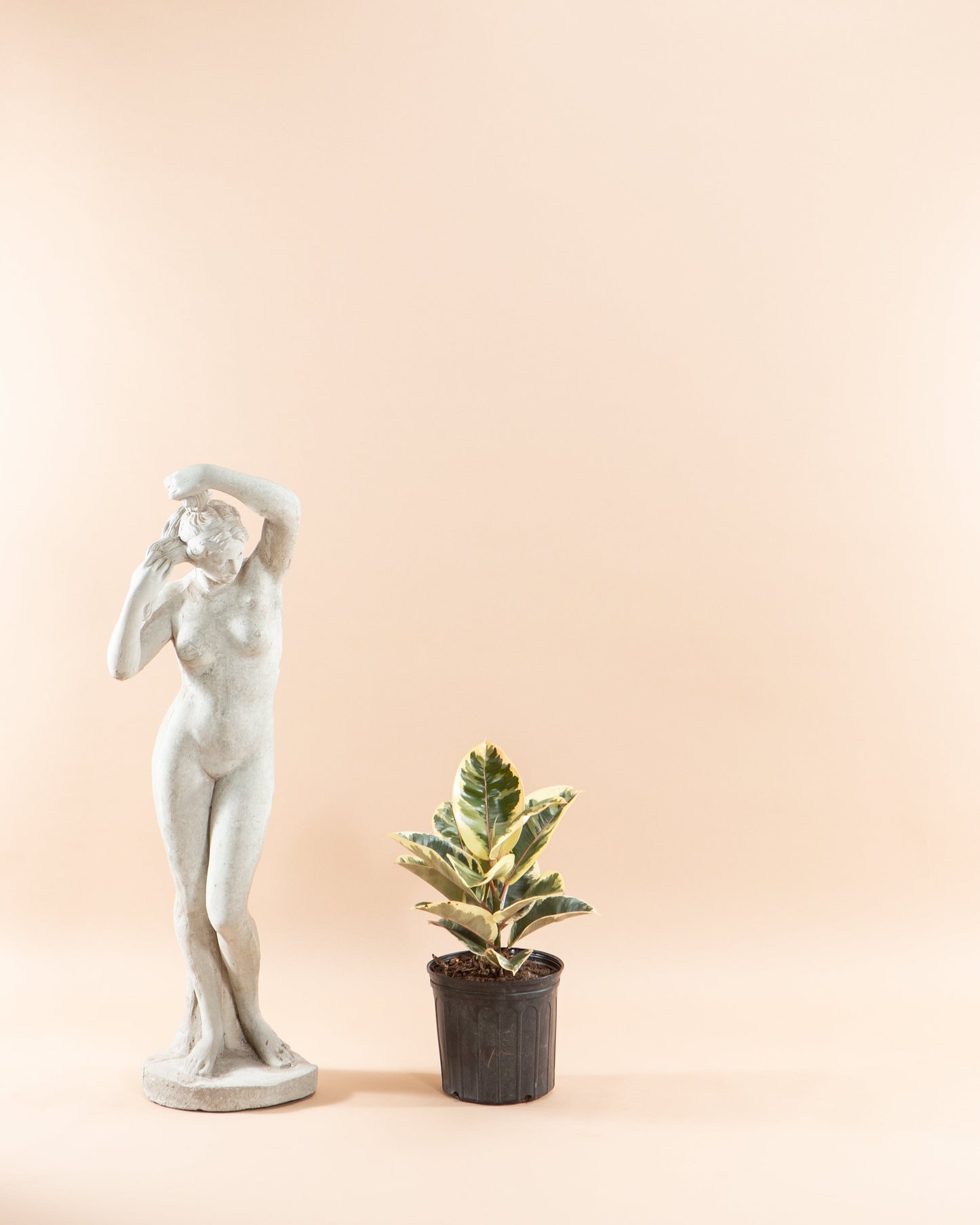 Tineke Rubber Bush: Ficus elastica - 10 inch pot - 2-3 foot tall