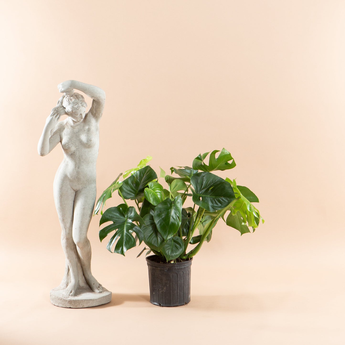 Swiss Cheese Plant: Monstera deliciosa - 10 inch pot - 2-3 foot tall