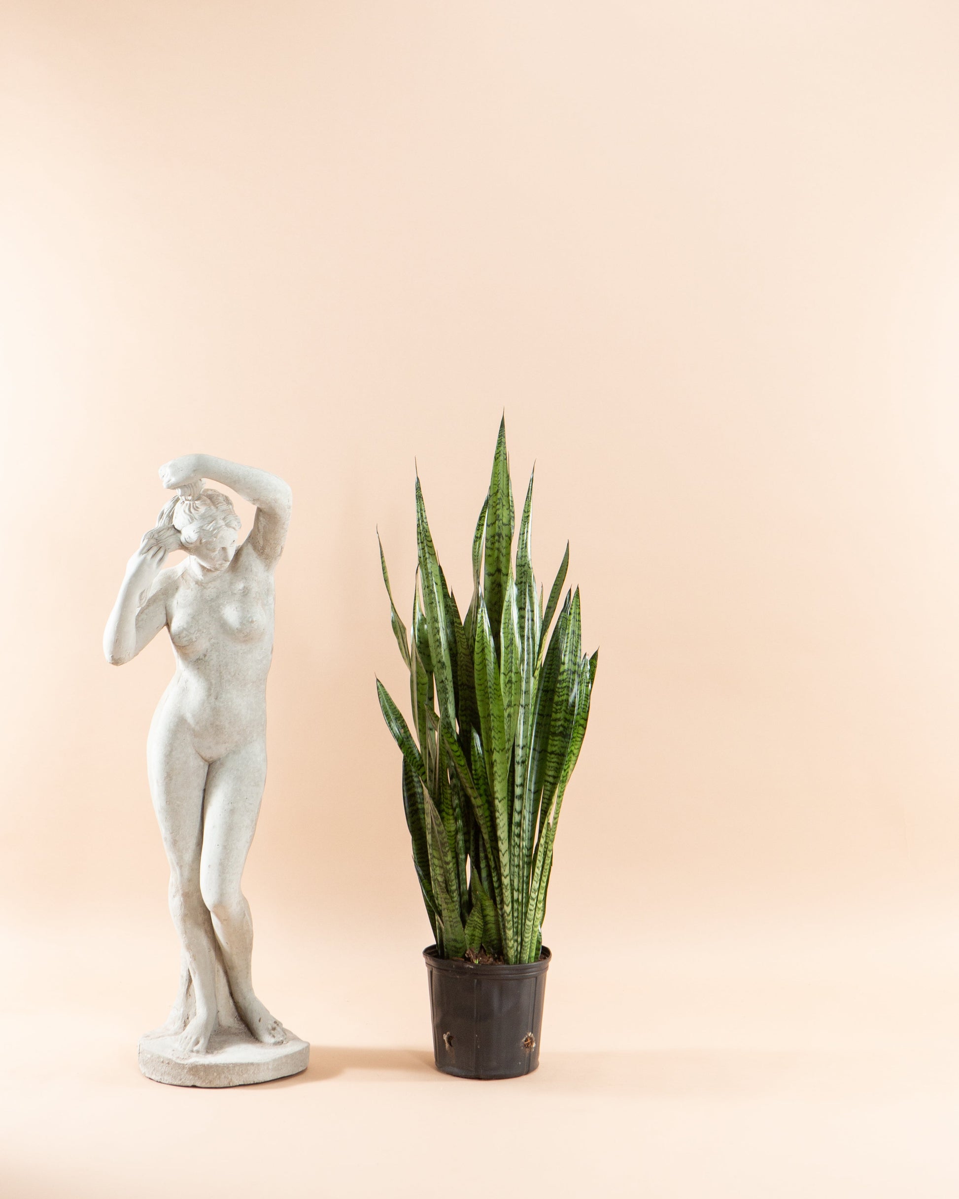 Green Snake Plant: Sansevieria trifasciata 'Zeylanica' - 12 inch pot - 3-3.5 foot tall — indoor plant — indoor plant for sale by Promise Supply for delivery and pickup in Toronto.