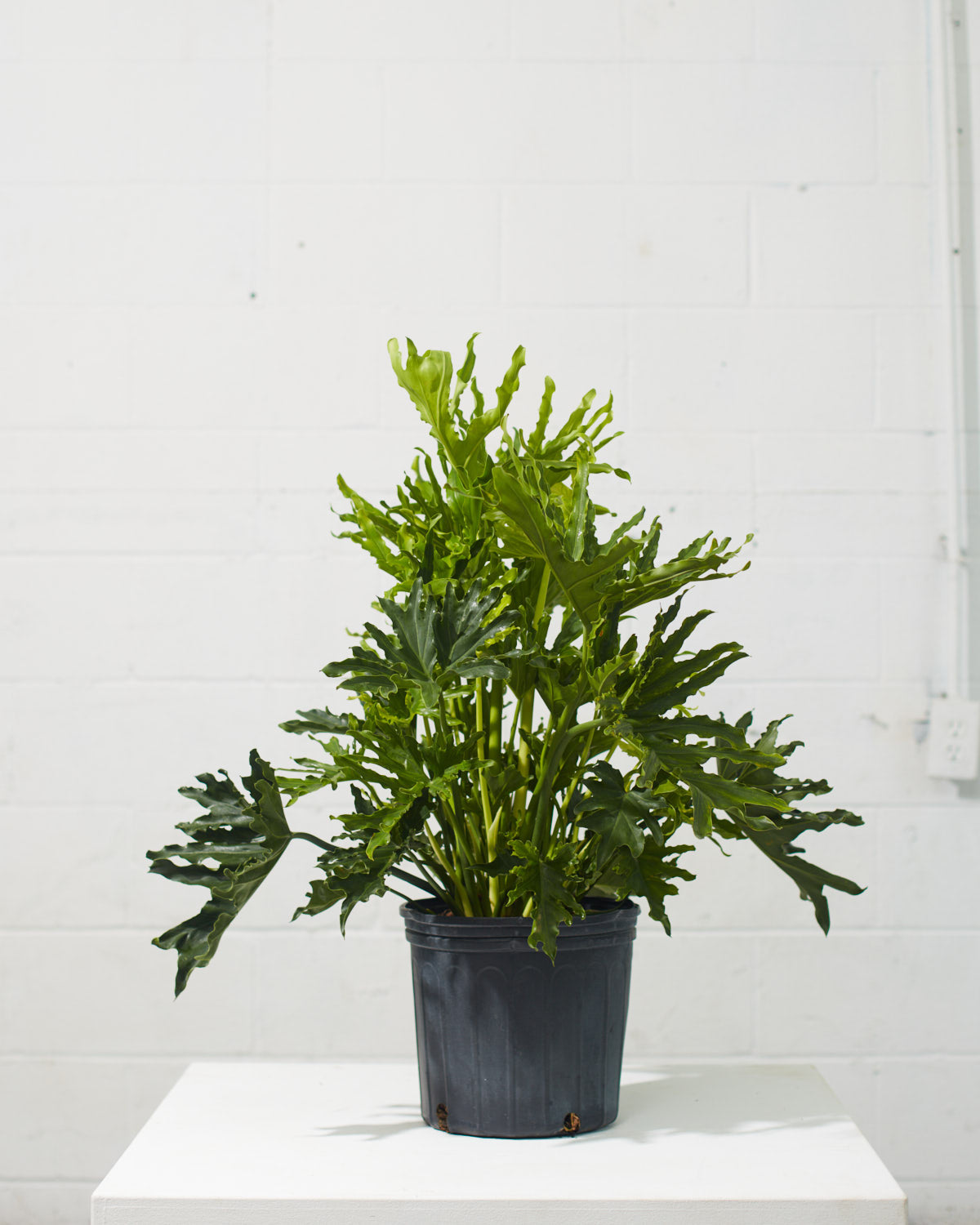 Hope Selloum: Philodendron bipinnatifidum - 10 inch pot - 2-3 foot tall — indoor plant — indoor plant for sale by Promise Supply for delivery and pickup in Toronto.