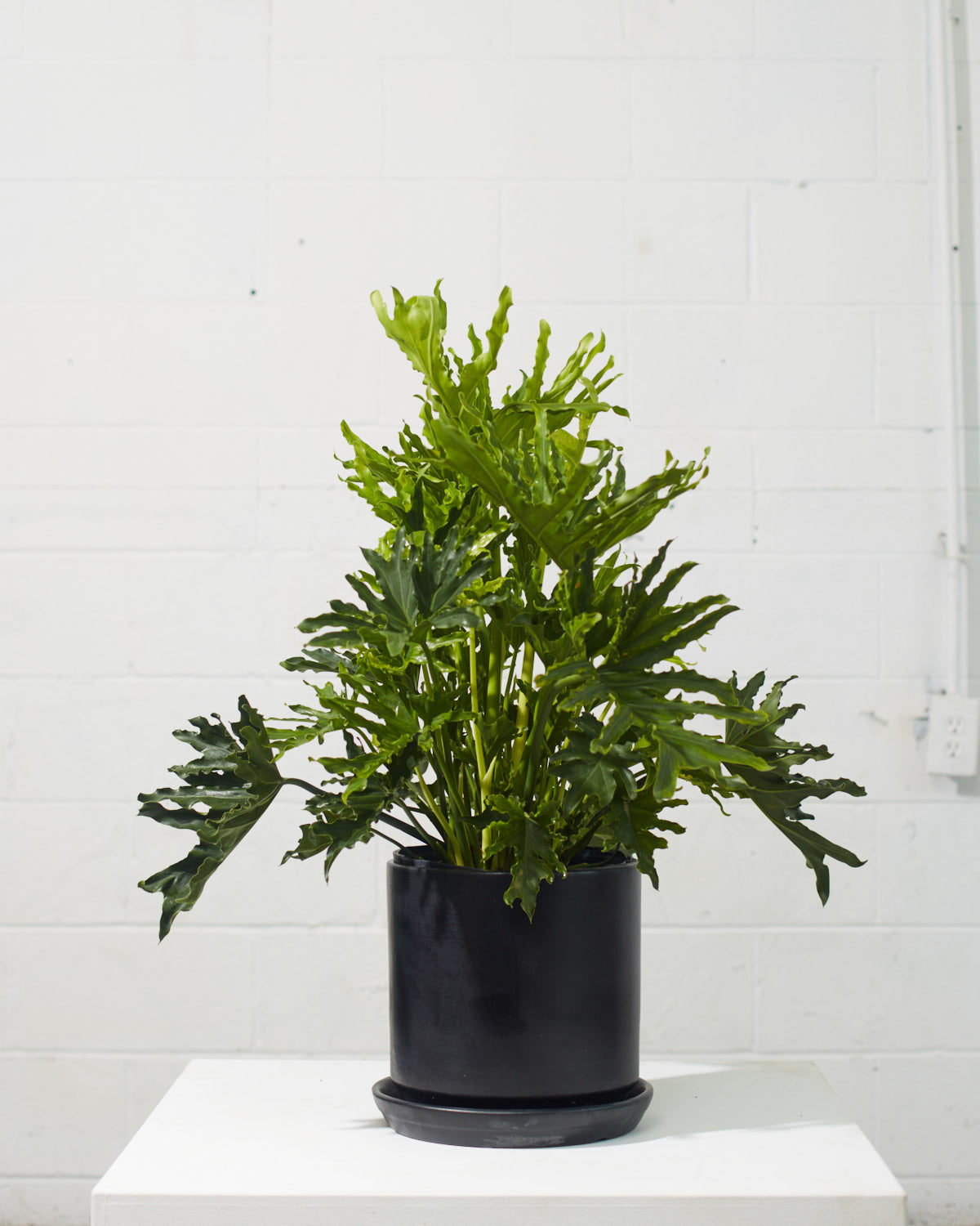 Hope Selloum: Philodendron bipinnatifidum - 10 inch pot - 2-3 foot tall — indoor plant — indoor plant for sale by Promise Supply for delivery and pickup in Toronto.