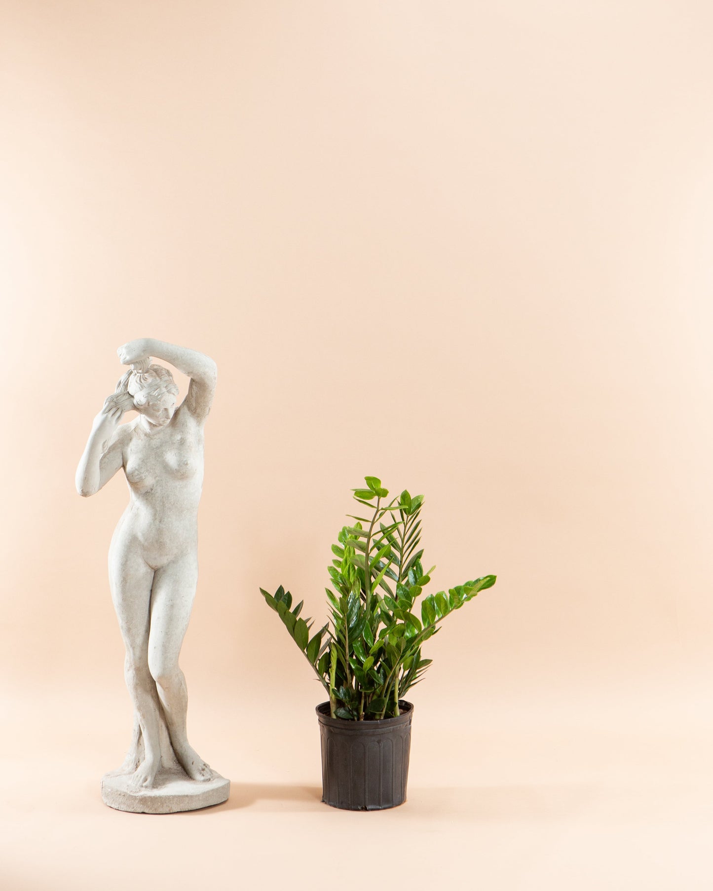 ZZ Plant: Zamioculcas zamiifolia - 10 inch pot - 2-3 foot tall