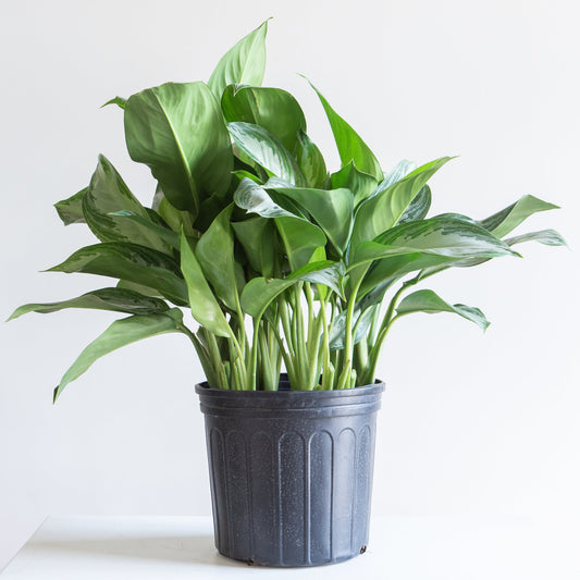 Silver Bay Chinese Evergreen: Aglaonema - 10 inch pot — indoor plant — indoor plant for sale by Promise Supply for delivery and pickup in Toronto.