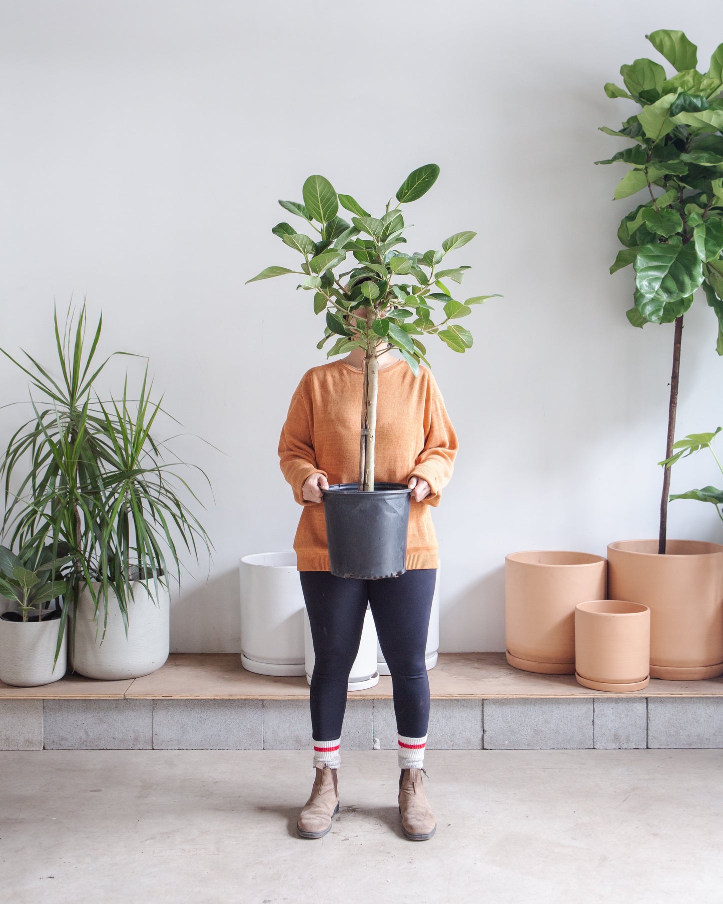 Ficus Audrey Tree: Ficus benghalensis - 10 inch pot - 3-5.5 foot tall