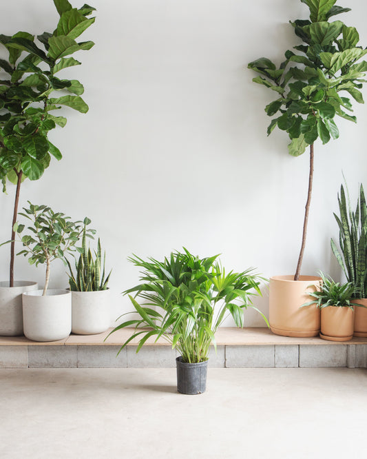 Chinese Fan Palm: Livistona chinensis - 10 inch pot - 3-4 foot tall — indoor plant — indoor plant for sale by Promise Supply for delivery and pickup in Toronto.