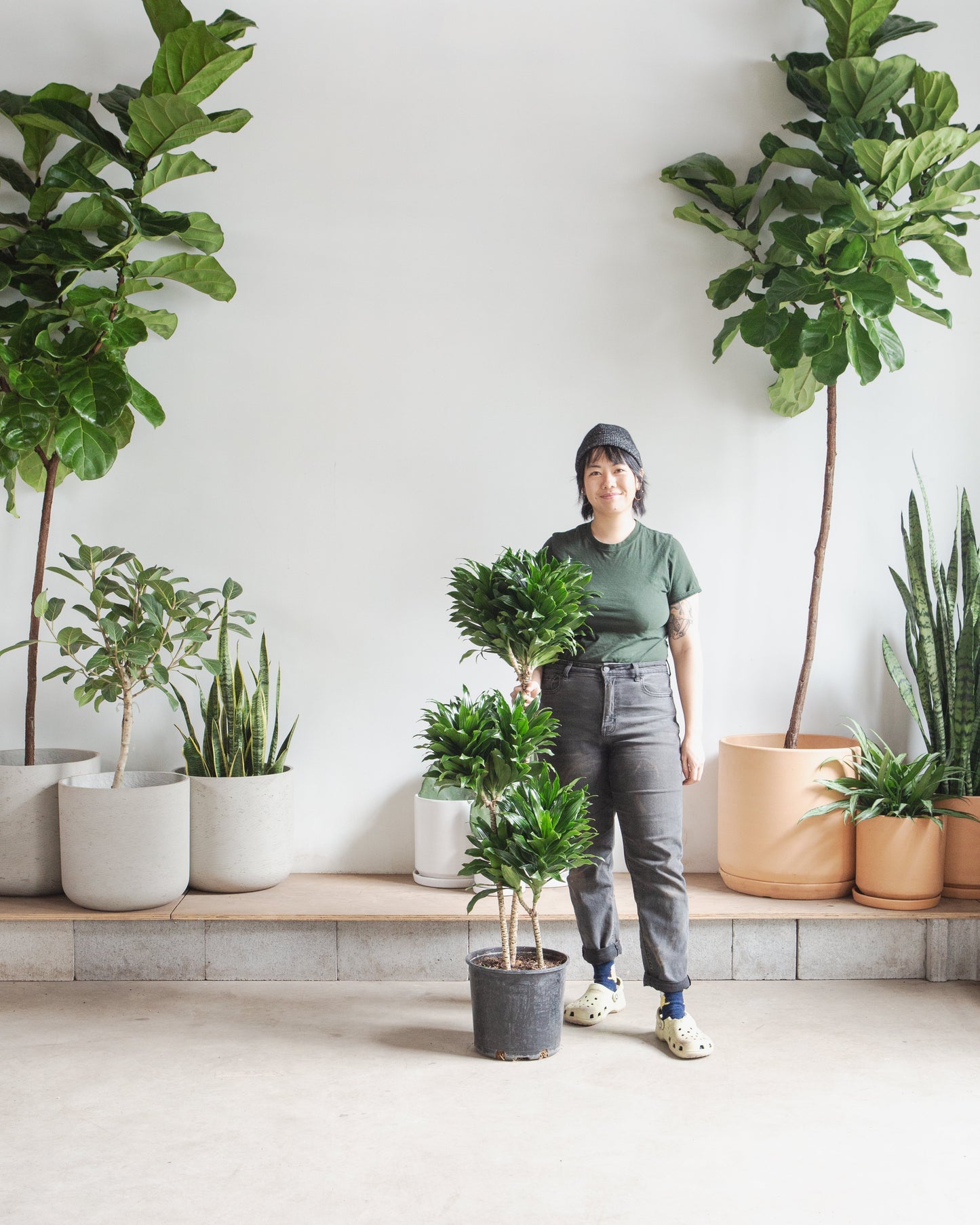 Staggered Janet Craig: Dracaena fragrans 'Compacta' - 8 inch pot - 3 foot tall