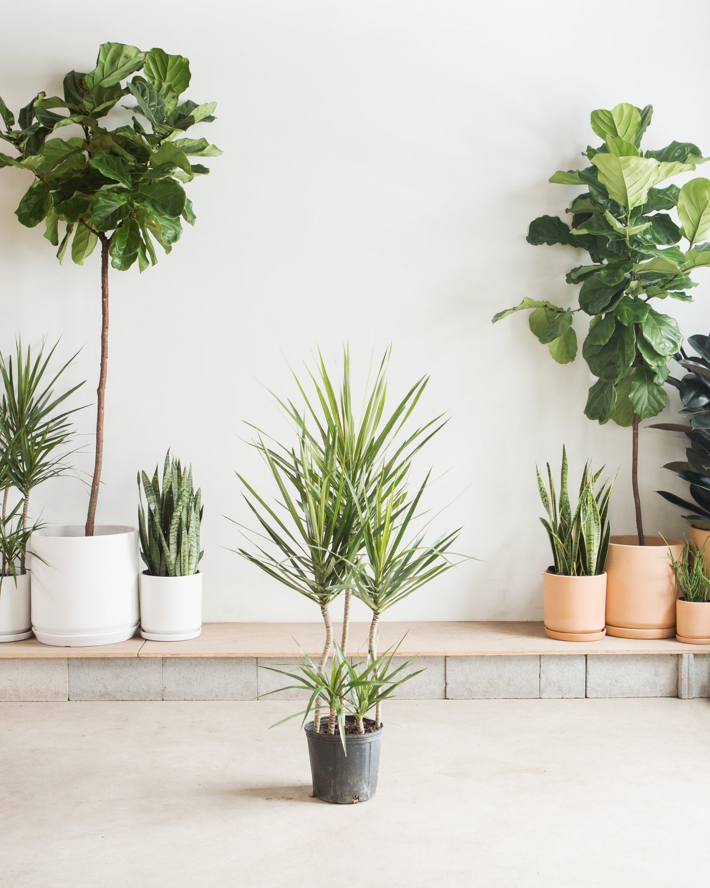 Staggered Dragon Tree: Dracaena marginata - 10 inch pot - 4-5 foot tall