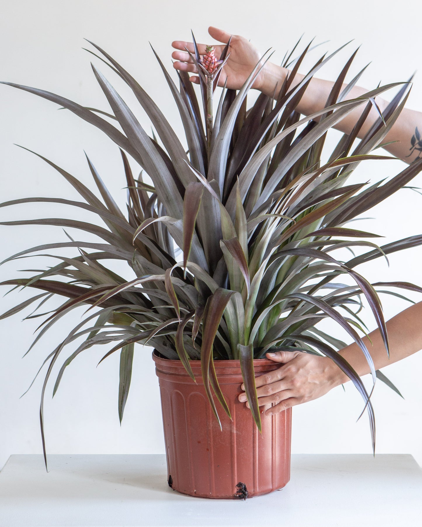 Lava Flow Pineapple Plant: Ananas ananassoides - 10 inch pot