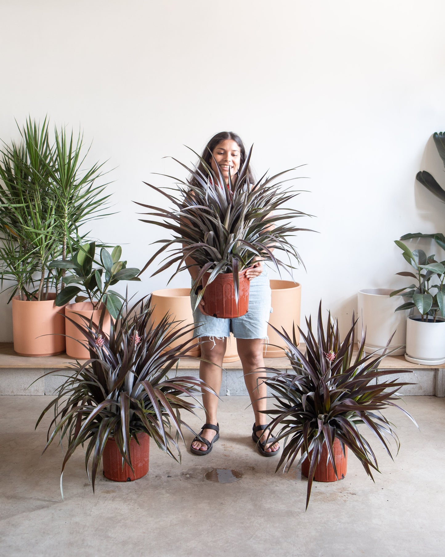 Lava Flow Pineapple Plant: Ananas ananassoides - 10 inch pot