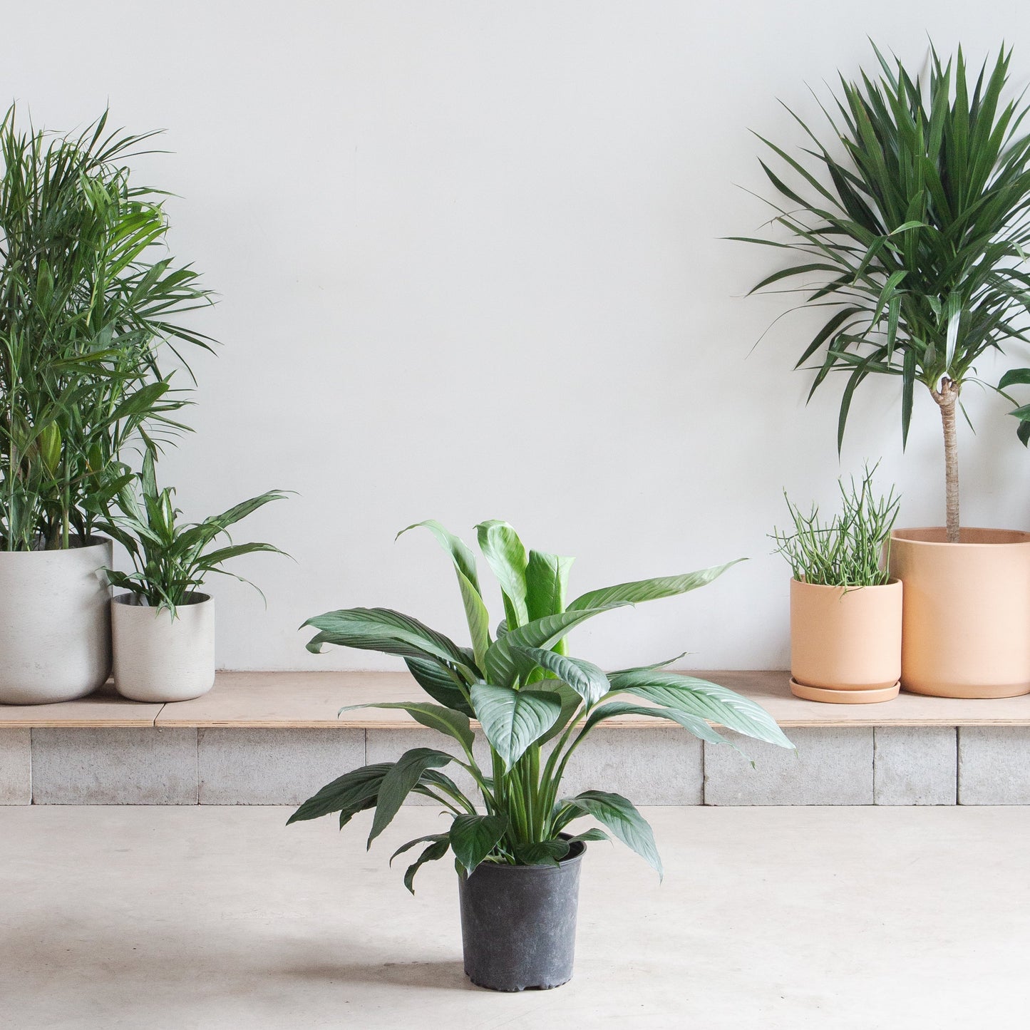 Sensation Peace Lily: Spathiphyllum - 10 inch pot - 2-3 foot tall