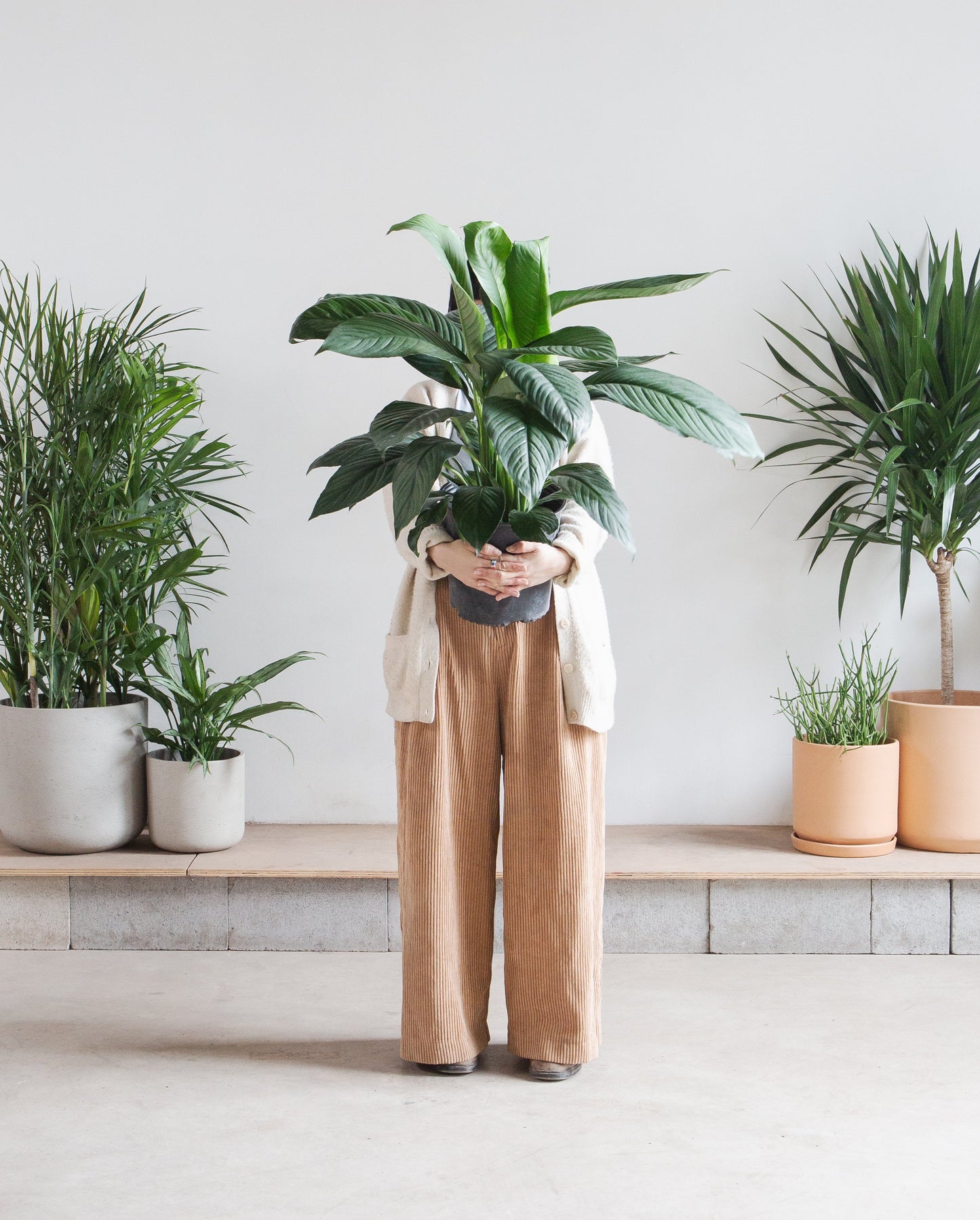 Sensation Peace Lily: Spathiphyllum - 10 inch pot - 2-3 foot tall