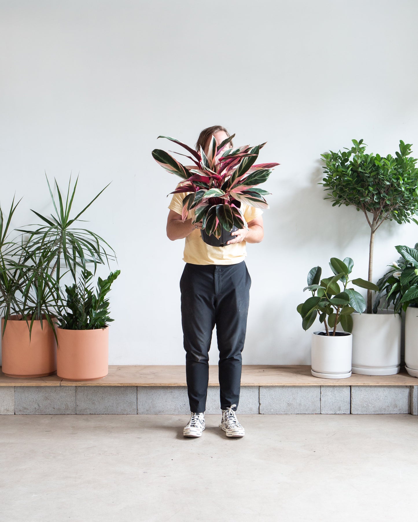 Triostar: Stromanthe sanguinea - 10 inch pot - 1 foot tall