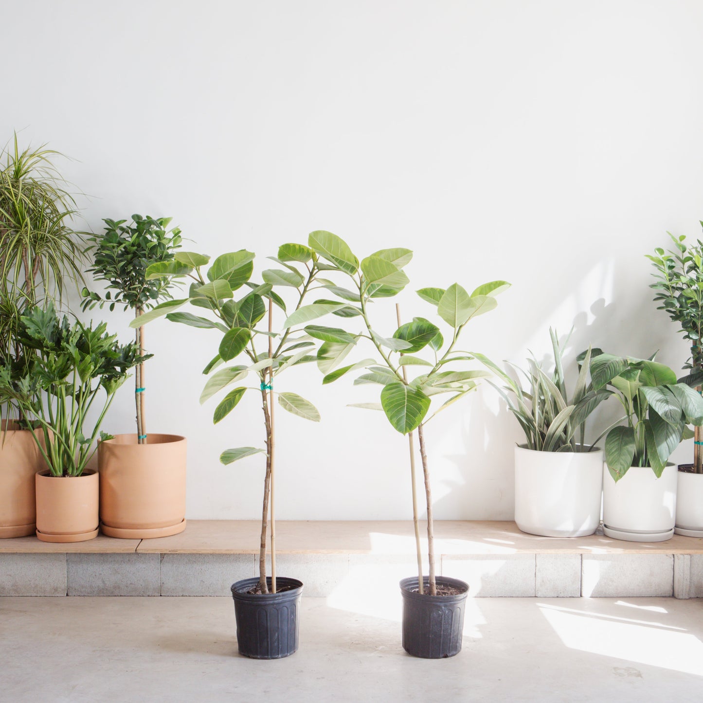 Yellow Gem Fig Tree: Ficus altissima - 10 inch pot - 4-5 foot tall