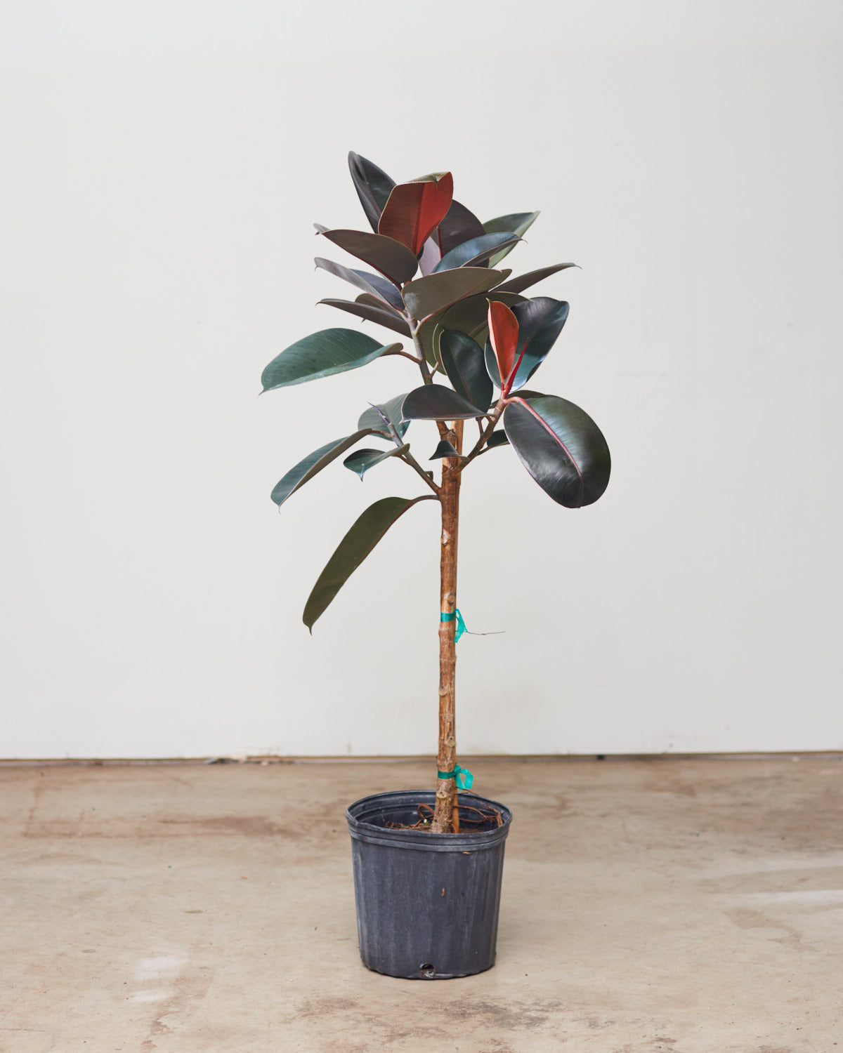 Burgundy Rubber Tree: Ficus elastica - 10 inch pot - 4-4.5 foot tall