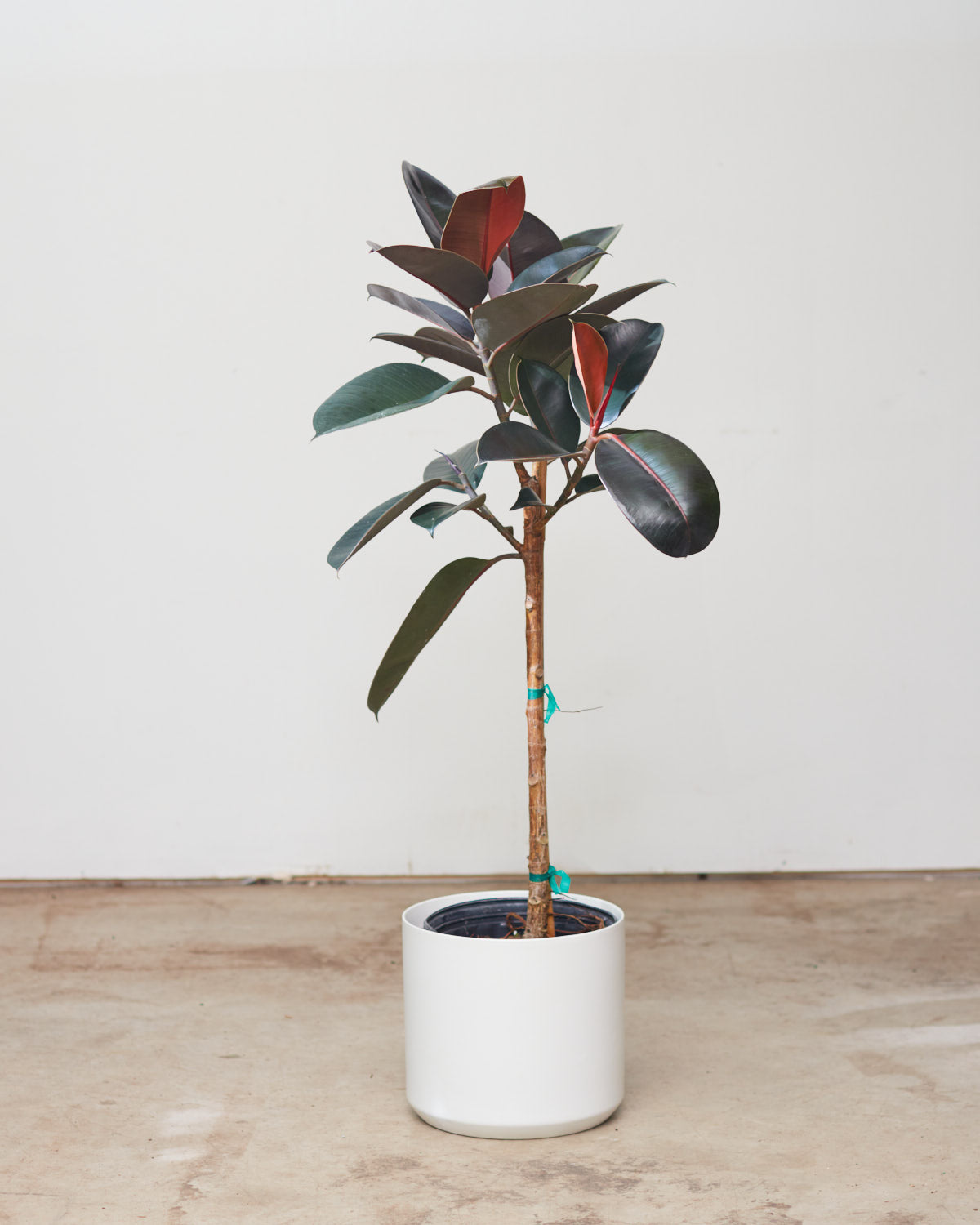Burgundy Rubber Tree: Ficus elastica - 10 inch pot - 4-4.5 foot tall