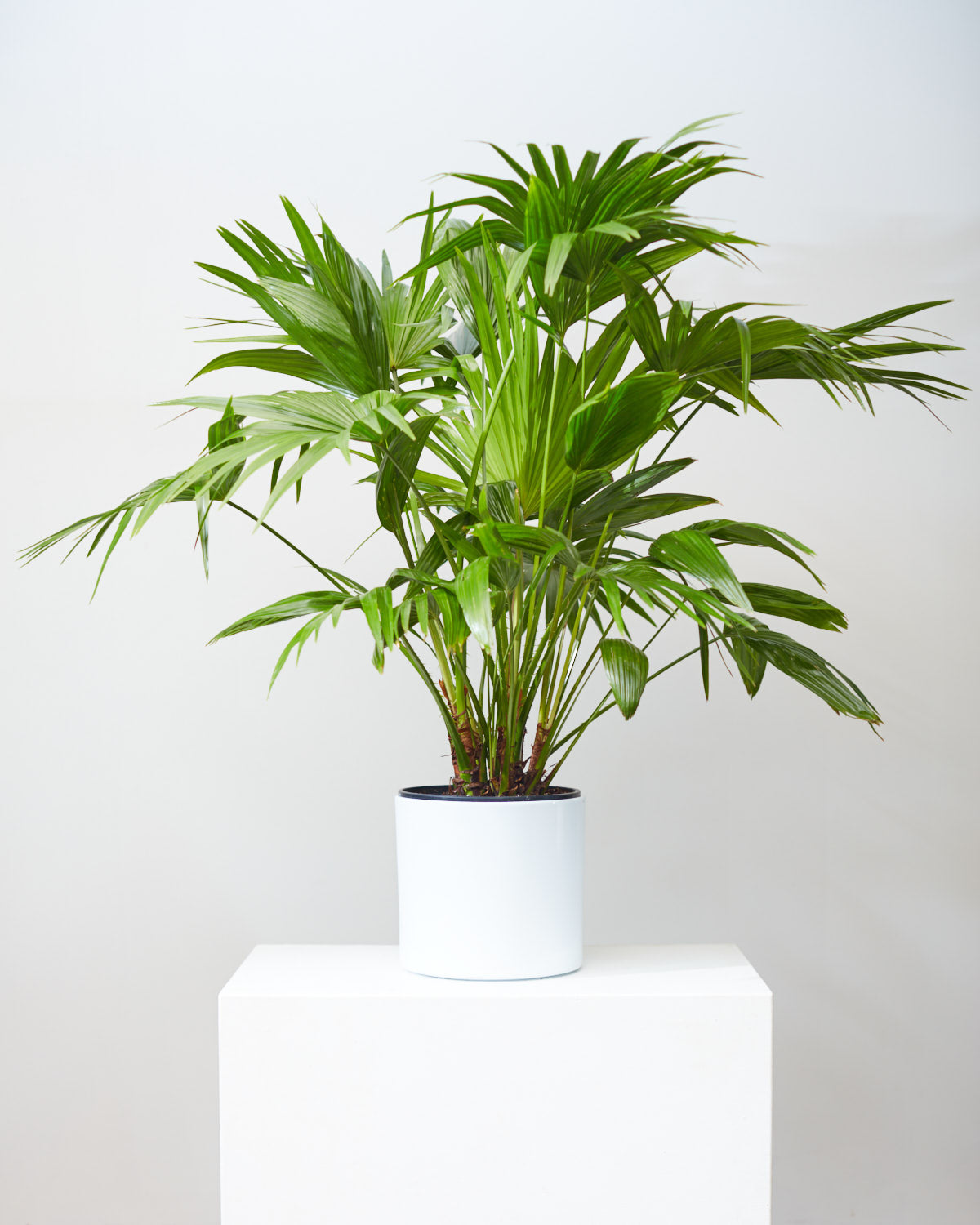 Chinese Fan Palm: Livistona chinensis - 12 inch pot - 4 foot tall