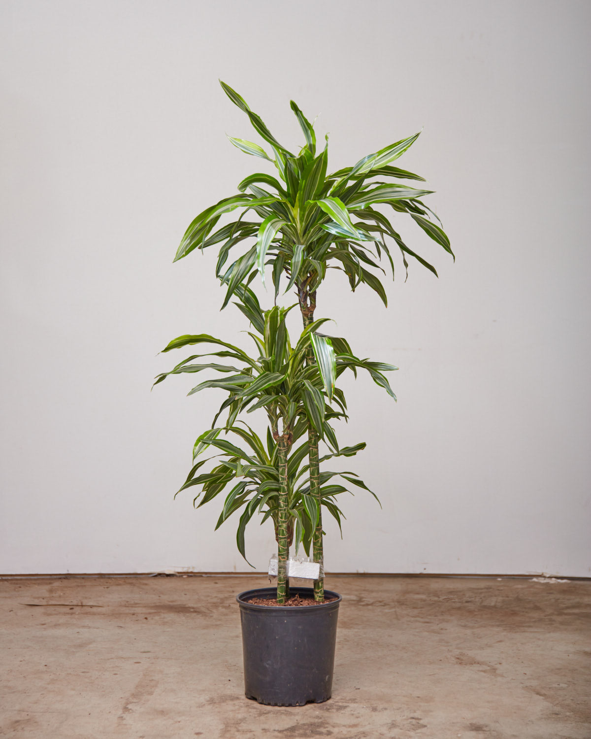Lemon Lime Cane: Dracaena fragrans 'Warneckii Ulises' - 10 inch pot - 4-4.5 foot tall