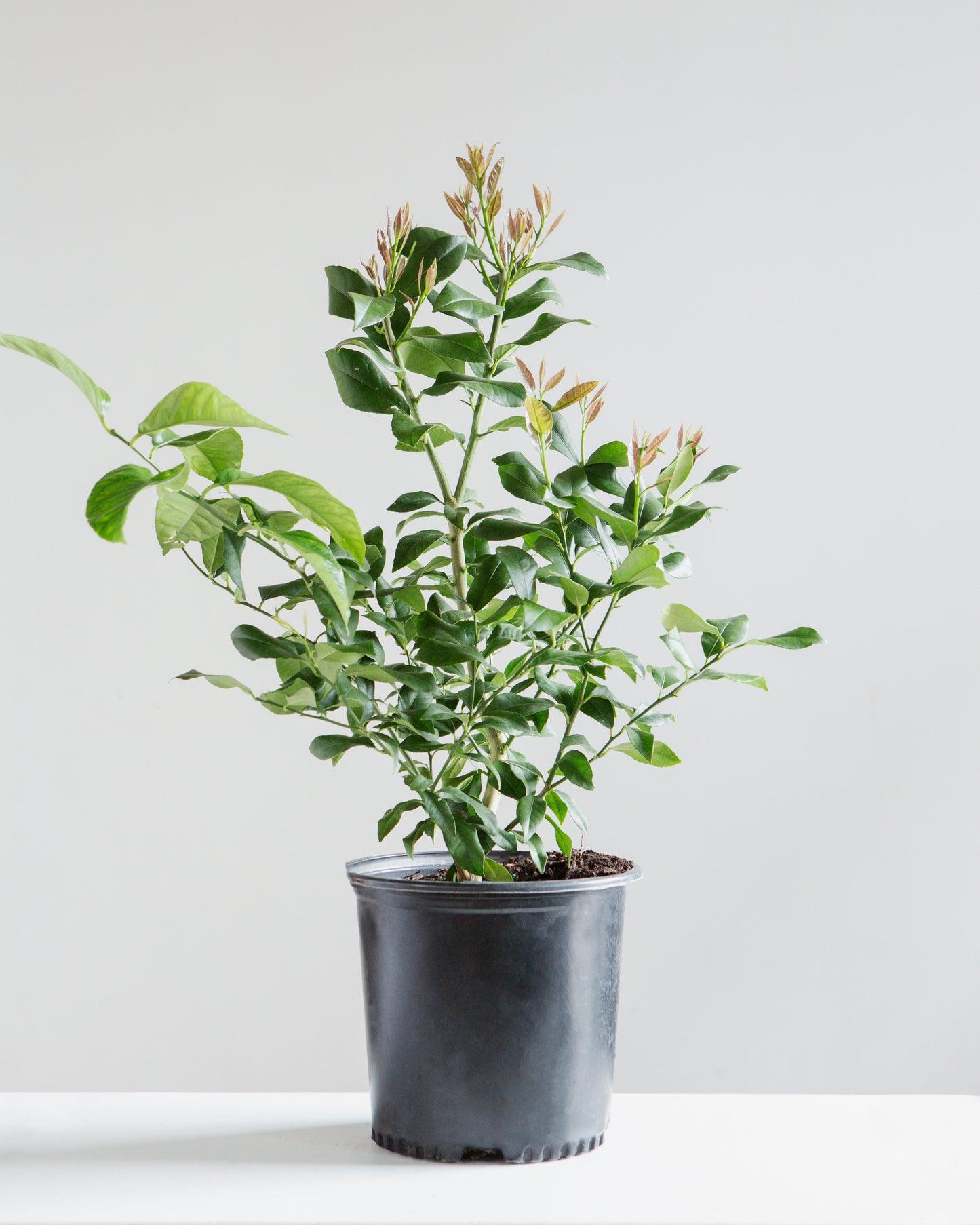 Lemon Tree: Citrus limon - 10 inch pot - 2-3 foot tall
