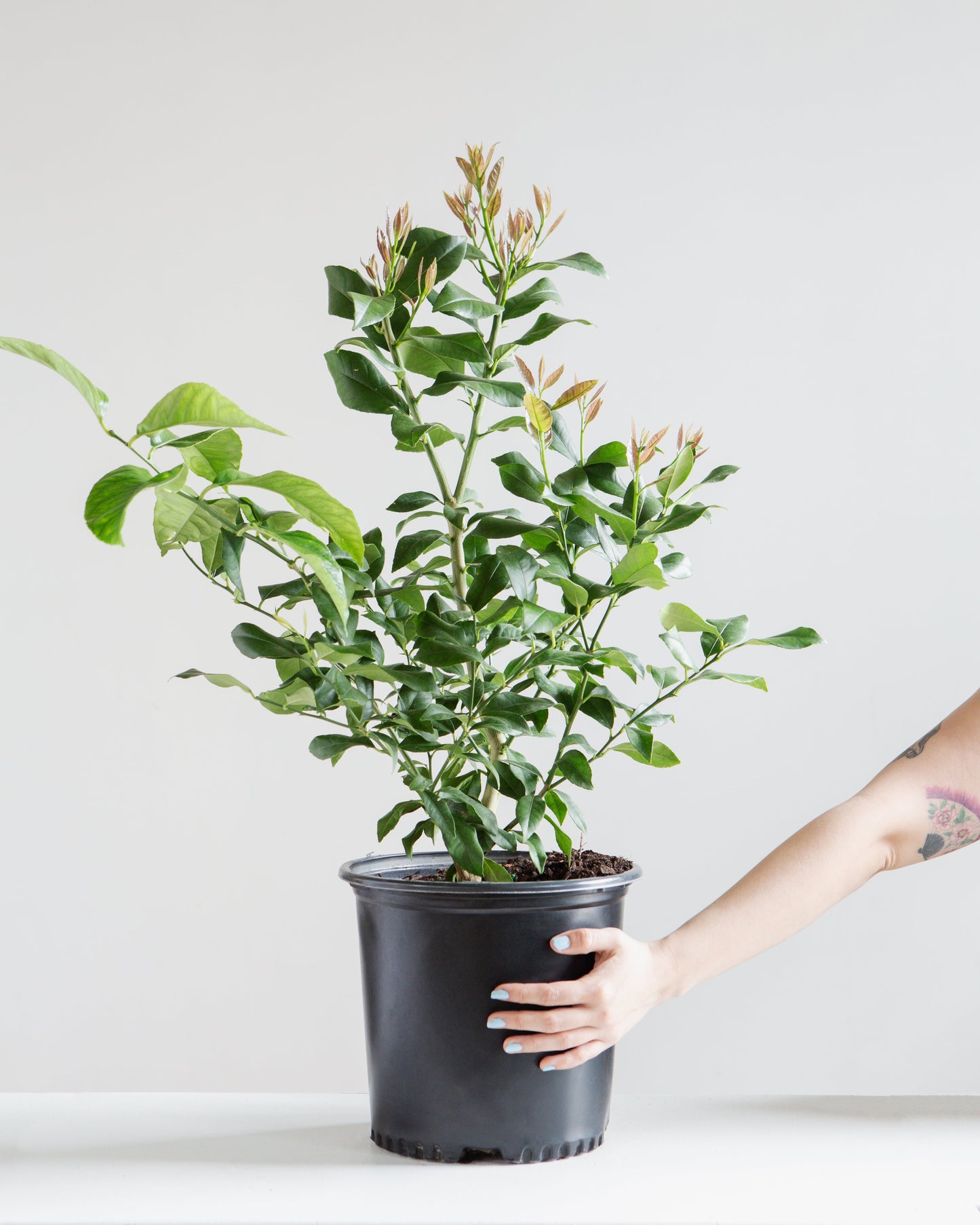 Lemon Tree: Citrus limon - 10 inch pot - 2-3 foot tall