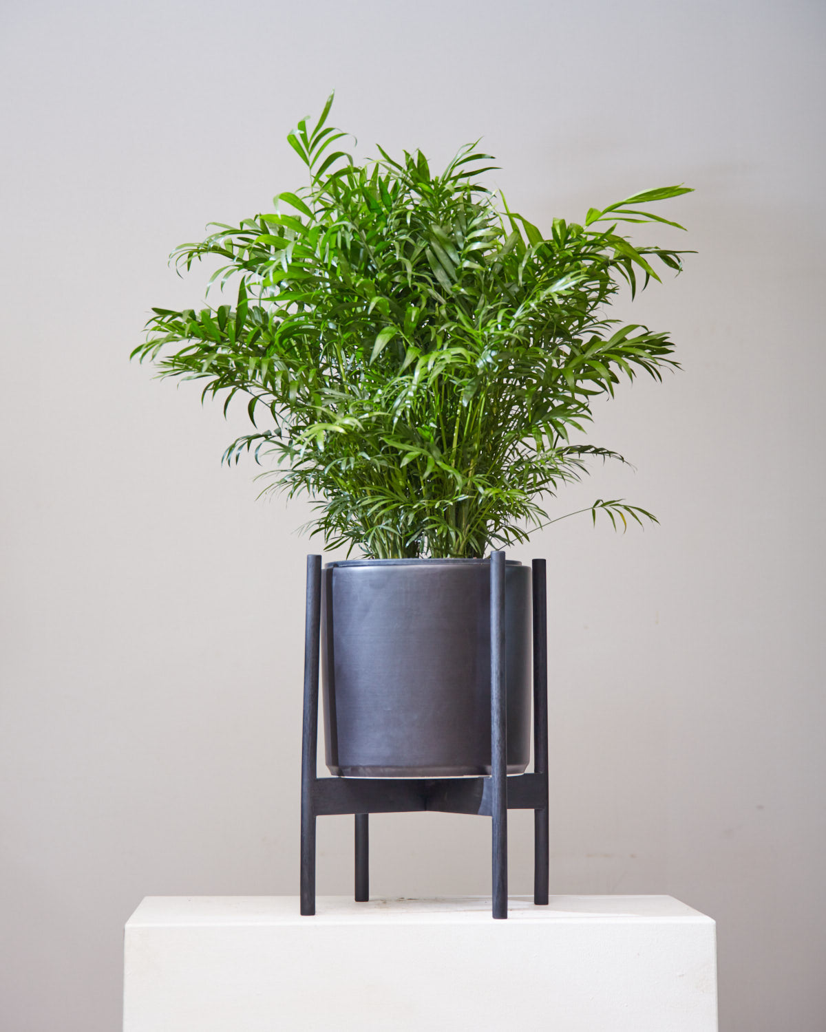 Parlour Palm: Chamaedorea elegans - 6 inch pot — in black planter — indoor plant for sale by Promise Supply for delivery and pickup in Toronto.