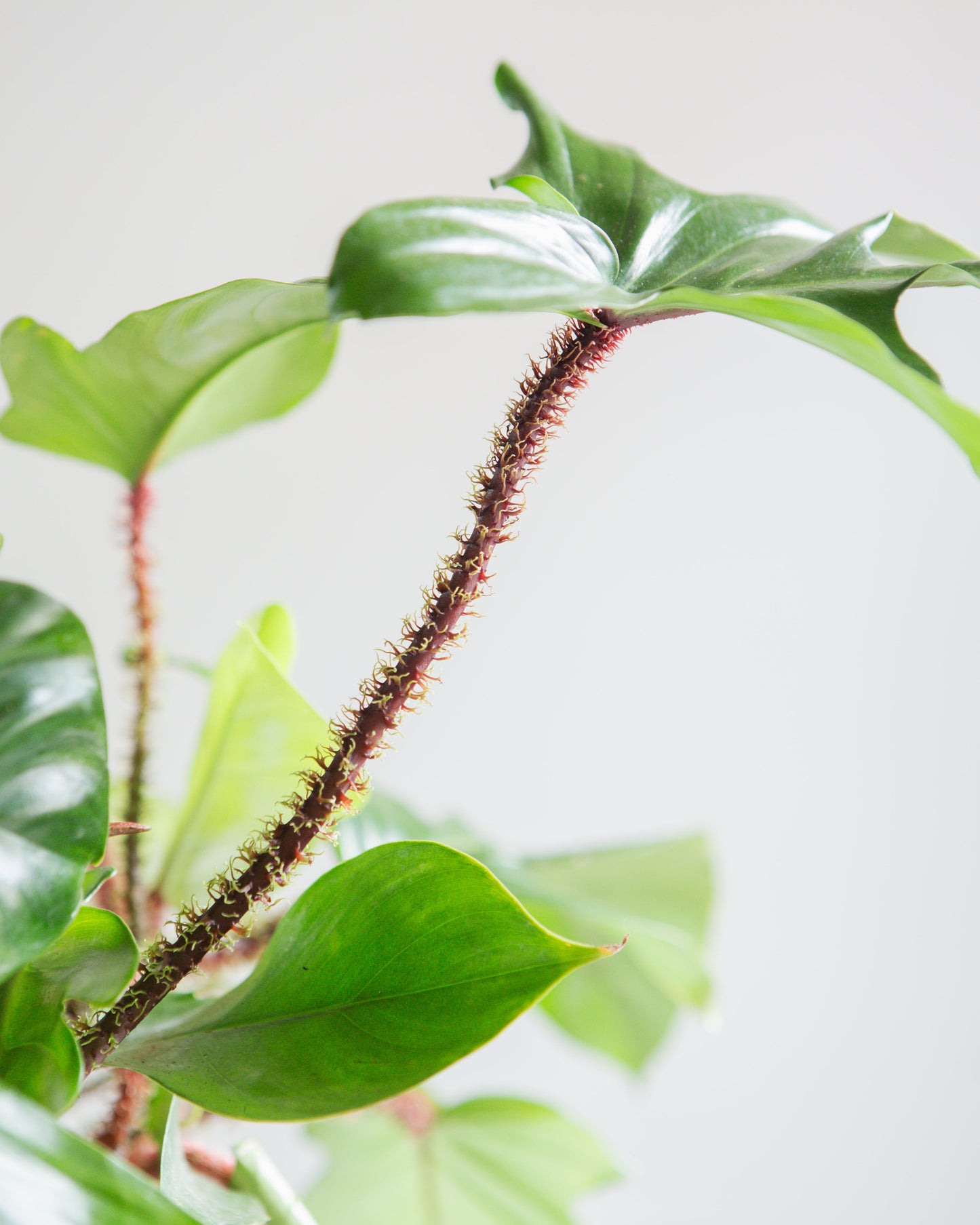 Hairy Philodendron: Philodendron squamiferum - 10 inch hanging basket — detailed view of leaves — indoor plant for sale by Promise Supply for delivery and pickup in Toronto.