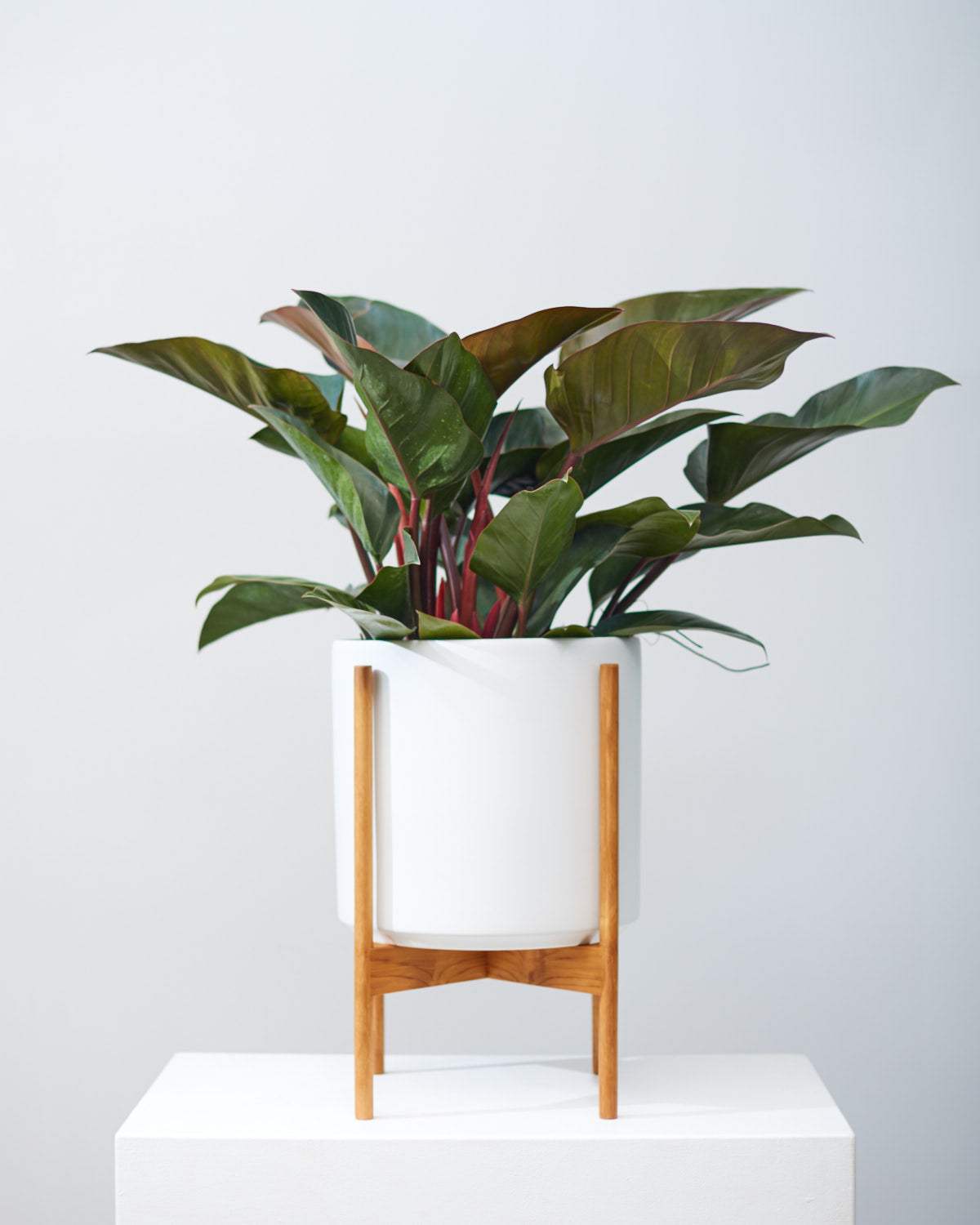 The Twelve White Ceramic Cylinder Planter with Natural Teak Wooden Stand | 12 inch Nursery Pot