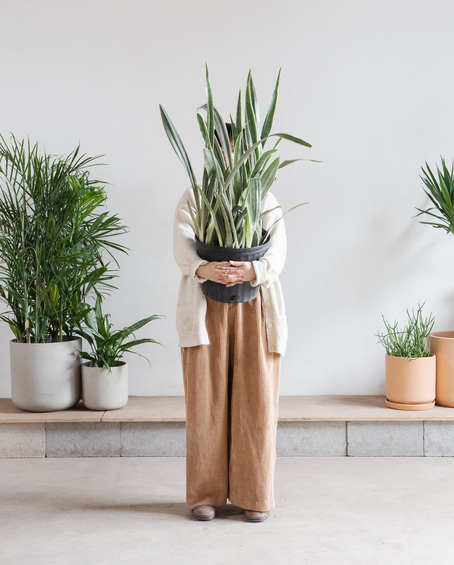 Bantel's Sensation Snake Plant: Sansevieria trifasciata - 10 inch pot - 2.5-3 foot tall