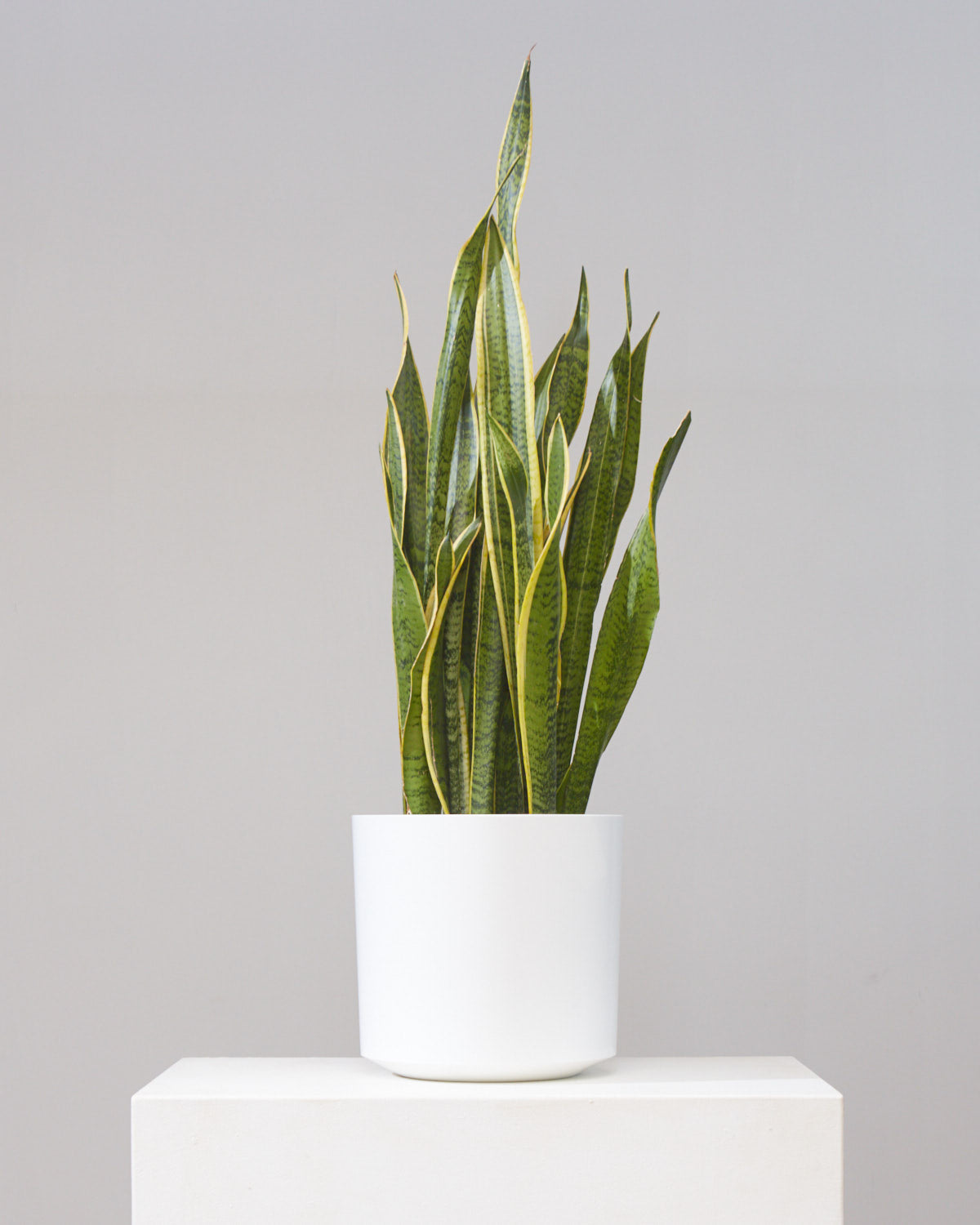 Yellow Snake Plant: Sansevieria trifasciata 'Laurentii' - 8 inch pot — in white planter — indoor plant for sale by Promise Supply for delivery and pickup in Toronto.