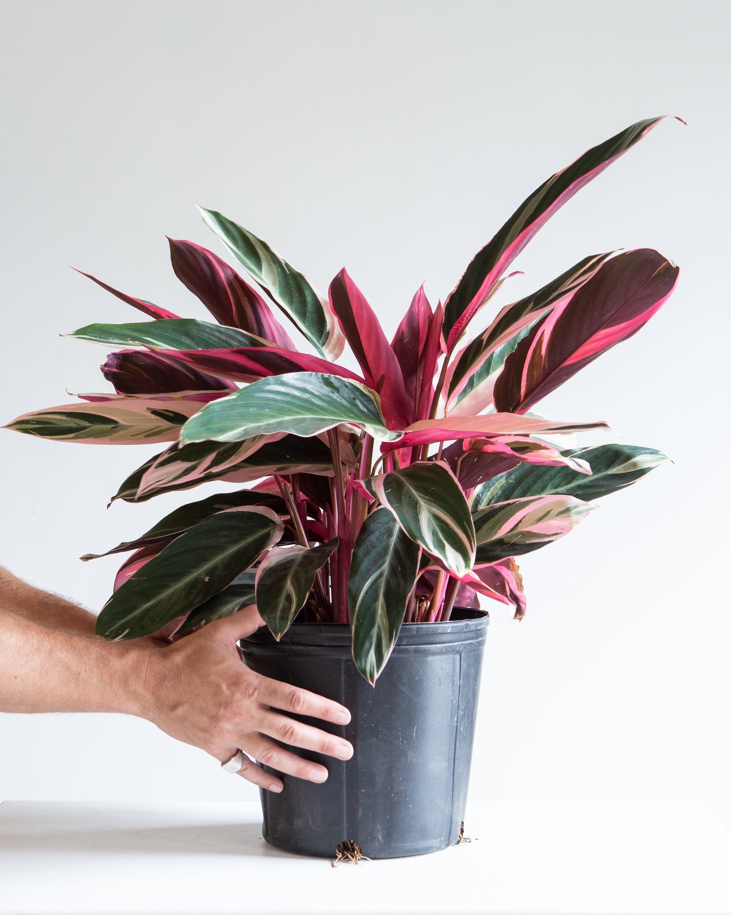 Triostar: Stromanthe sanguinea - 10 inch pot - 1 foot tall
