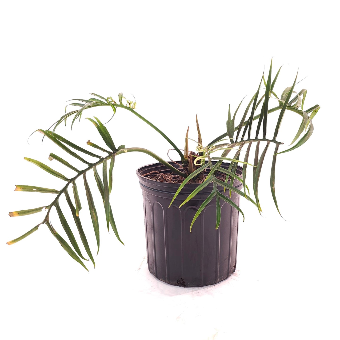 Tortum: Philodendron bipinattifidum - 10 inch pot — indoor plant — indoor plant for sale by Promise Supply for delivery and pickup in Toronto.